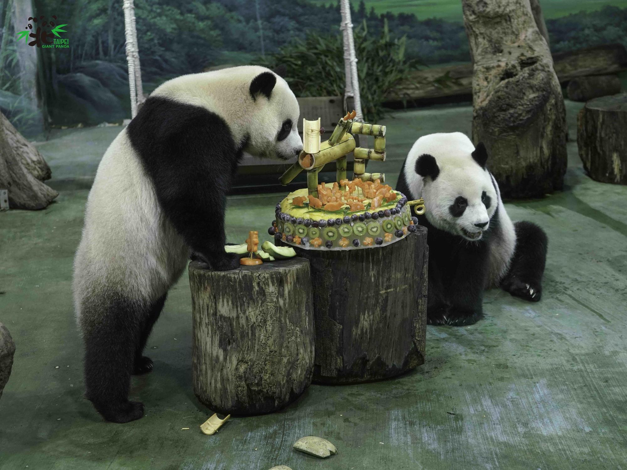圓寶（左）今年又可以和媽媽一起享用蛋糕。（北市動物園提供）