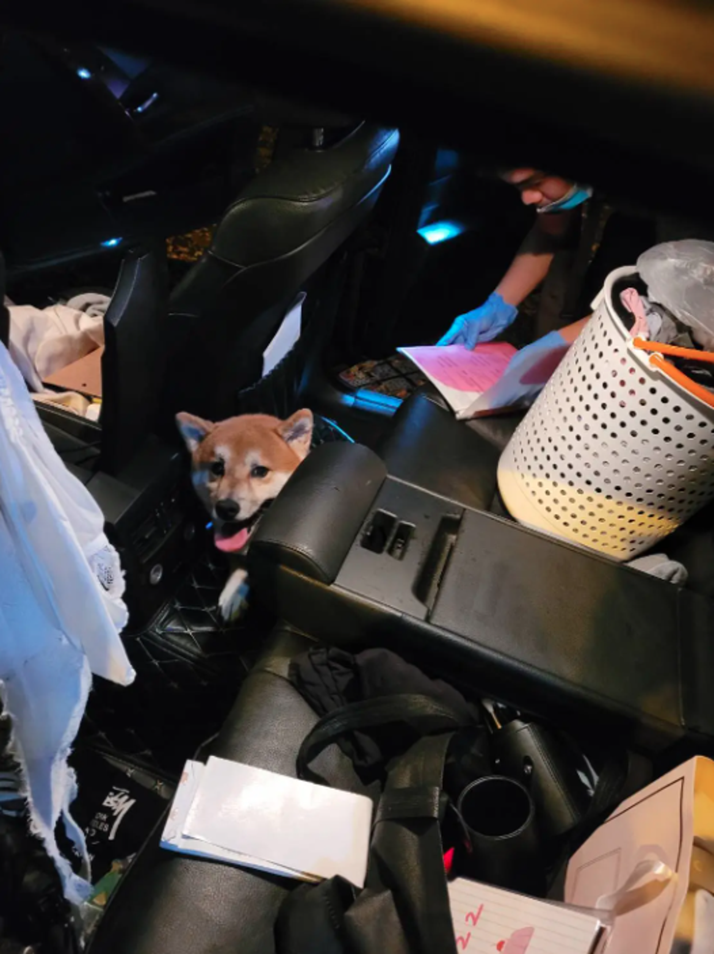 李男飼養的柴犬在後座默默看著警方搜索。（翻攝自記者爆料網）