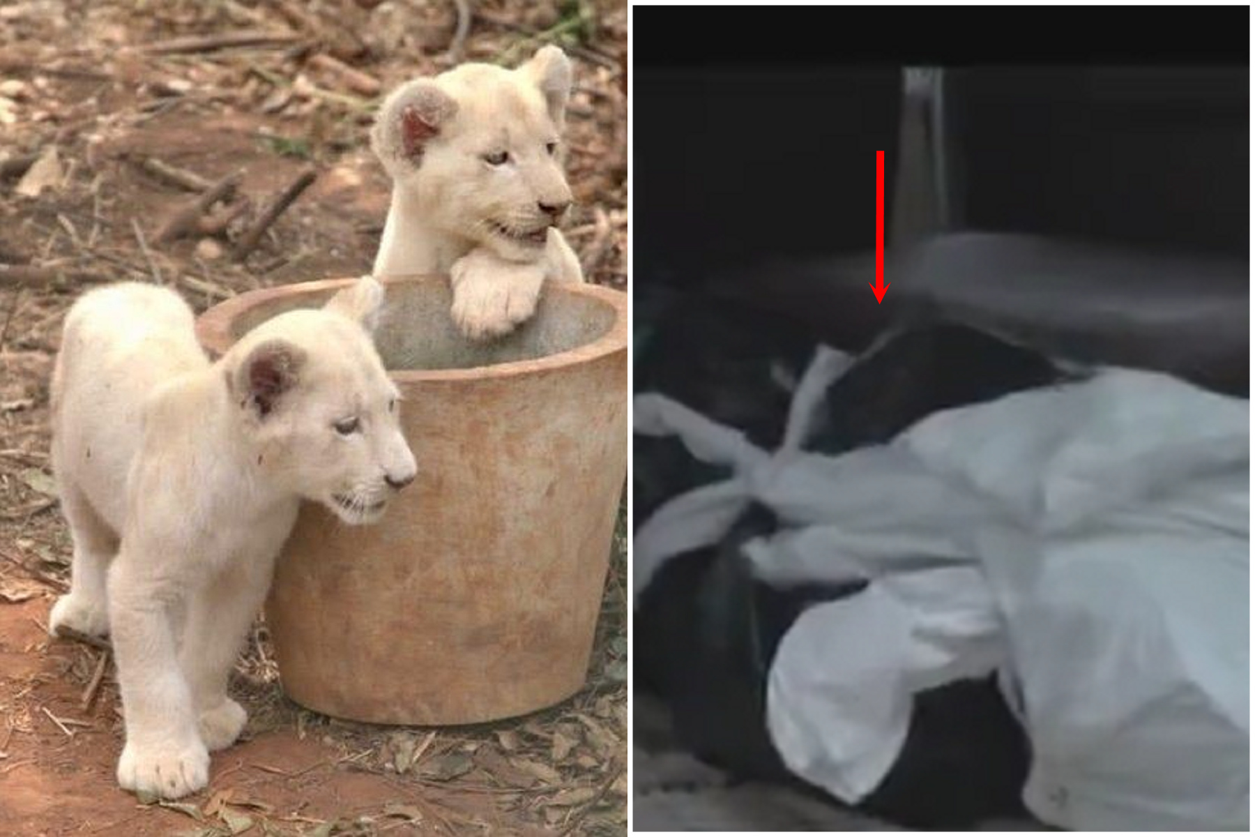 男翻牆偷可愛罕見小白獅，死好！遭獅子王狠咬陳屍園區。（翻自BBC）