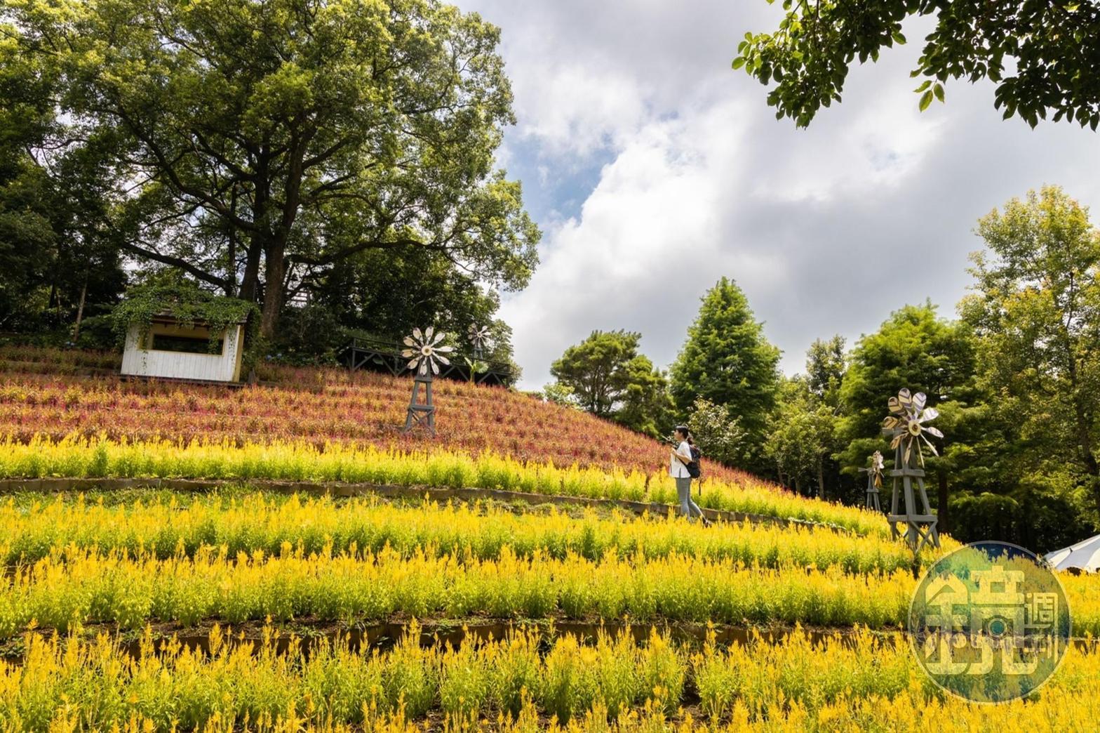 「薰衣草森林」得天獨厚的地理位置與環境，不用出國就能看到遍野花海。