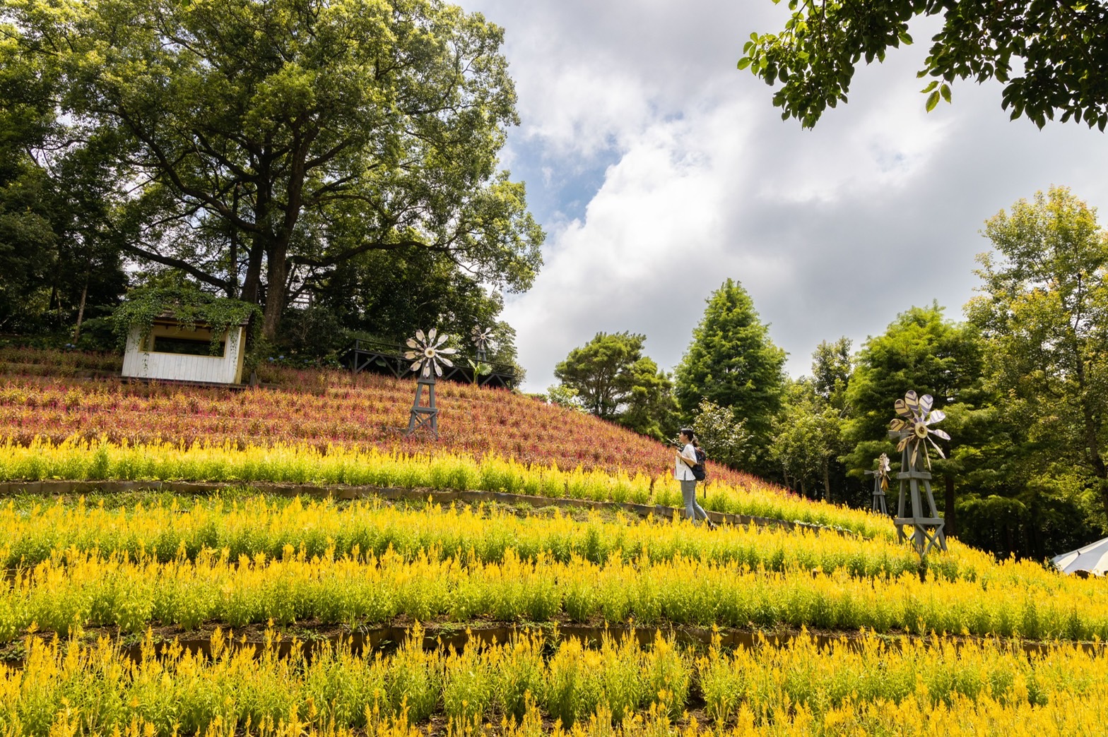 「薰衣草森林」得天獨厚的地理位置與環境，不用出國就能看到遍野花海。
