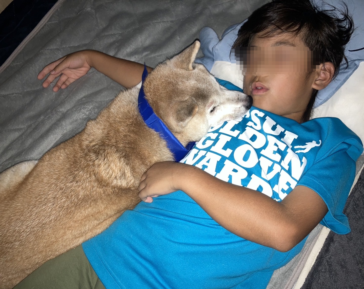 日本小二生以自己家中的15歲高齡柴犬「茶子」作為研究對象，結果哭翻萬名網友。（翻攝自推特@ちゃーくん）