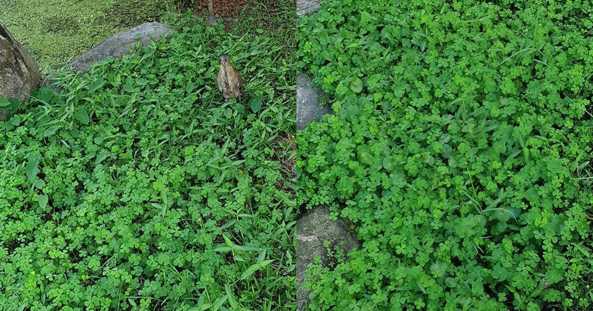 網友在路邊看到整片田字草，誤以為是四葉草直呼幸運。（翻攝自路上觀察學院臉書）