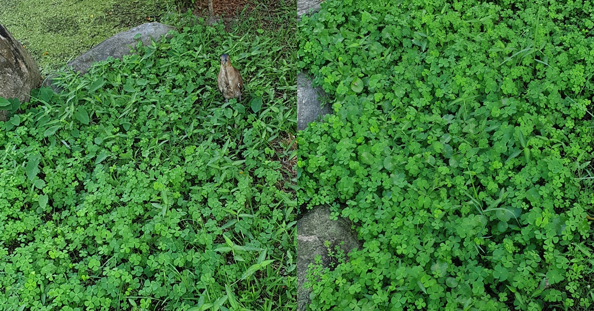 網友在路邊看到整片田字草，誤以為是四葉草直呼幸運。（翻攝自路上觀察學院臉書）