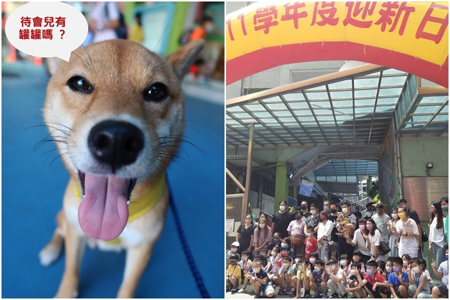 「柴哥」在今年6月成為五股國小校犬，日前牠在校門口歡迎新生。（翻攝自五股國小臉書、新北動保處提供）