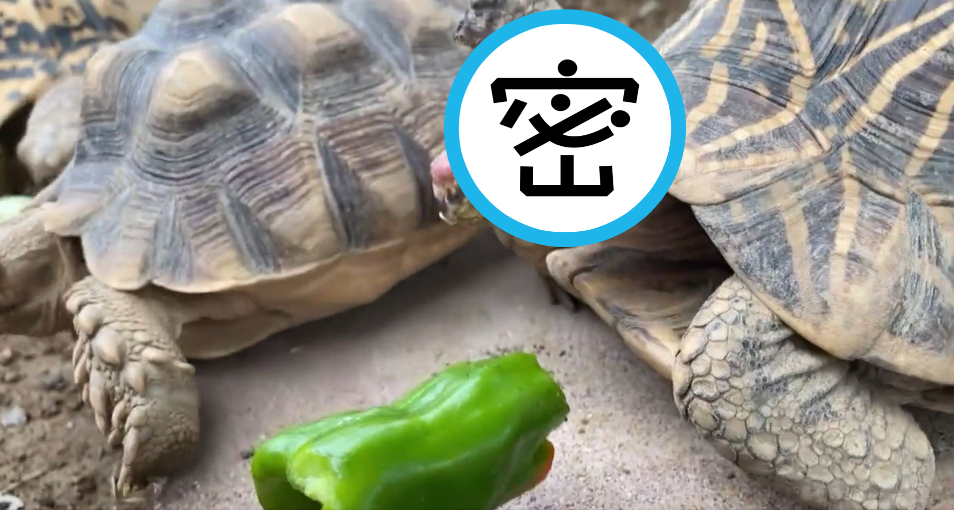 日本一間海龜公園飼養的印度星龜，吃了一口青椒之後的嫌惡表情逗樂數十萬網友。（翻攝自推特@umigamekouen）