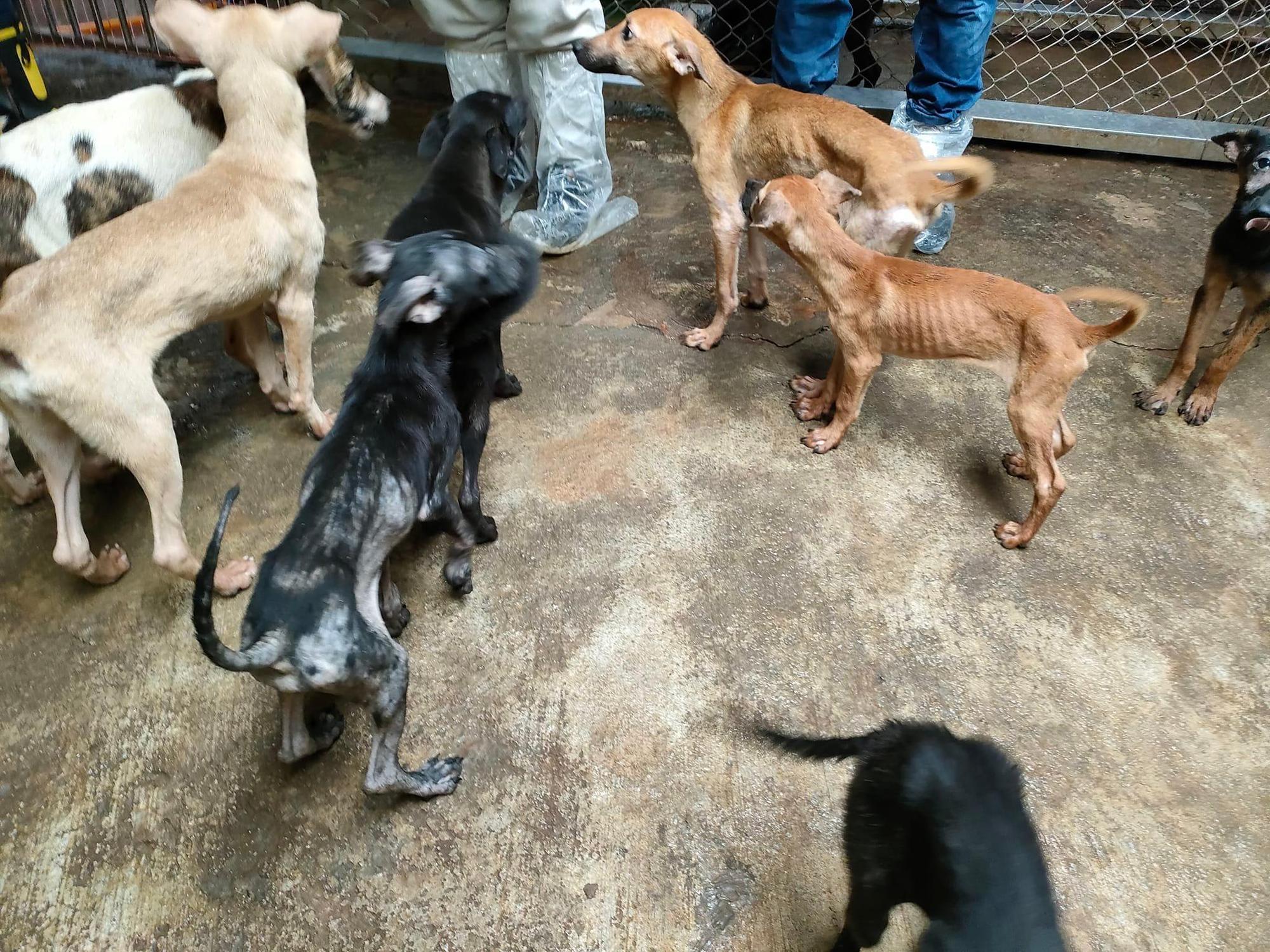 犬隻瘦弱皮包骨,令人不忍。(新北動保處提供)