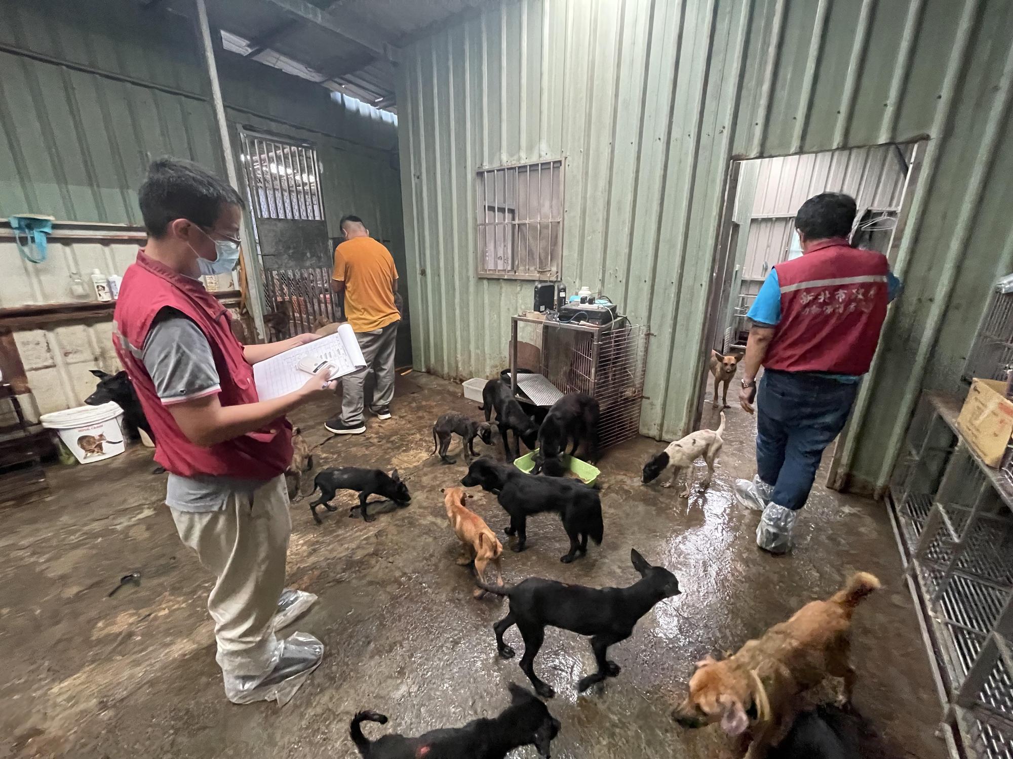 動保處清點犬隻、植晶片、造冊。(新北動保處提供)