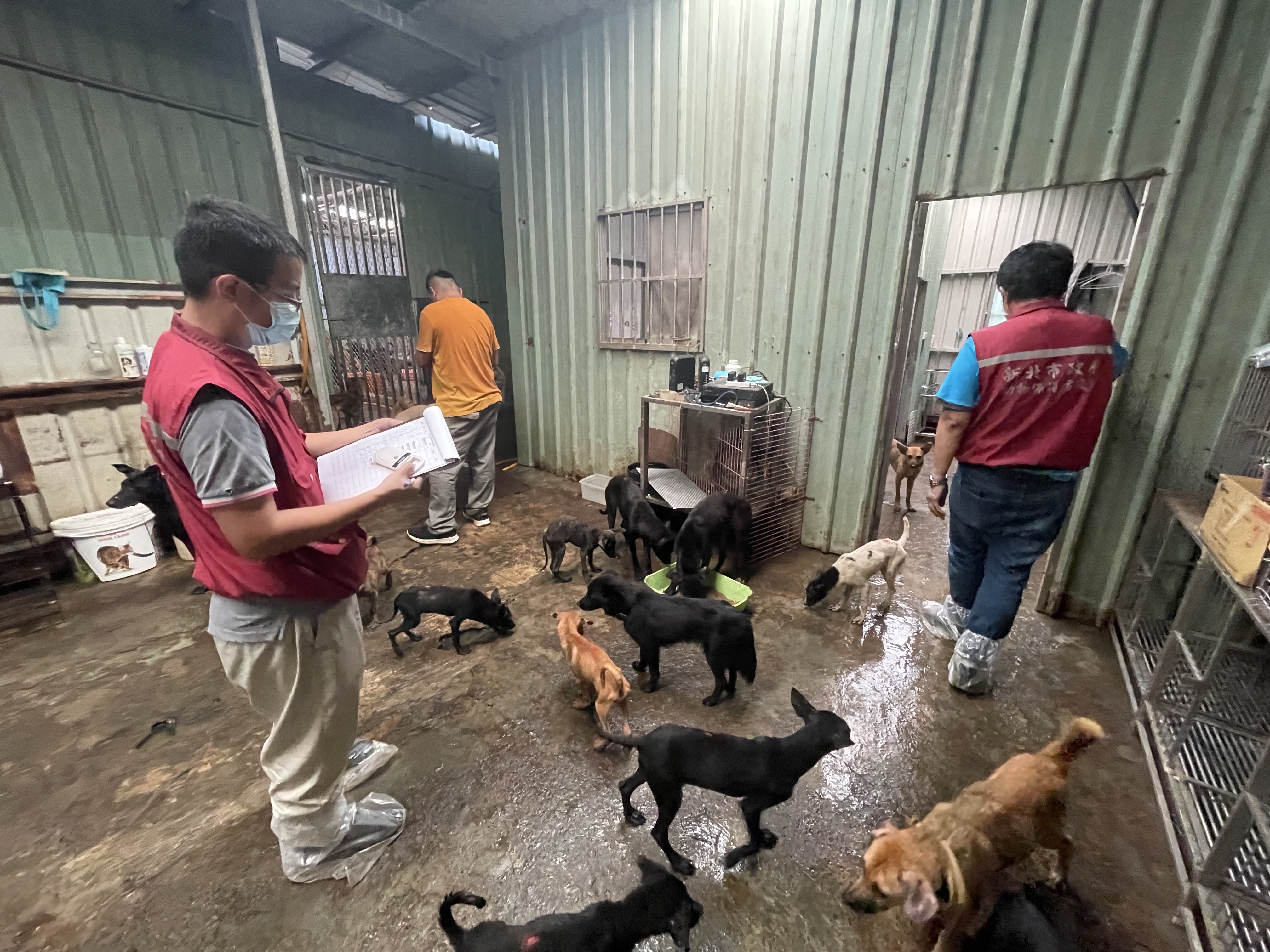 動保處清點犬隻、植晶片、造冊。（新北動保處提供）