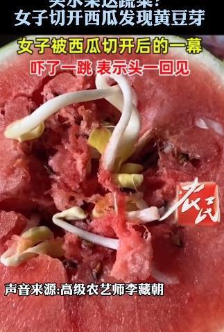 女子買了一顆西瓜,切開來裡面竟然長滿了大大小小的「豆芽菜」。(圖/翻攝自農民頻道微博)