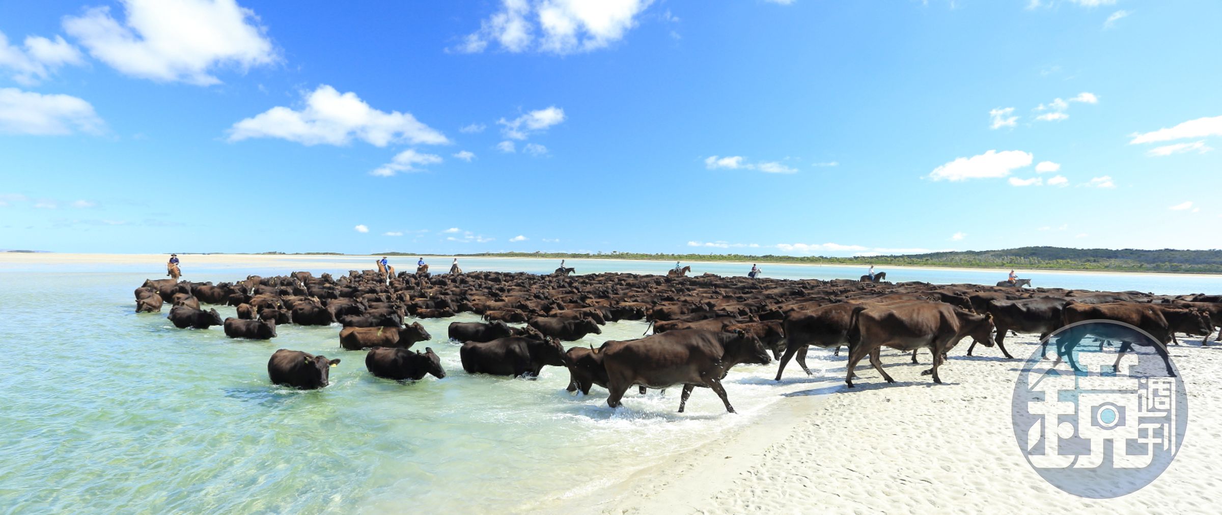 KANPAI CLASSIC使用的牛肉皆來自澳洲羅賓島（Robbins Island），牛隻在無汙染的環境下成長。（乾杯集團提供）