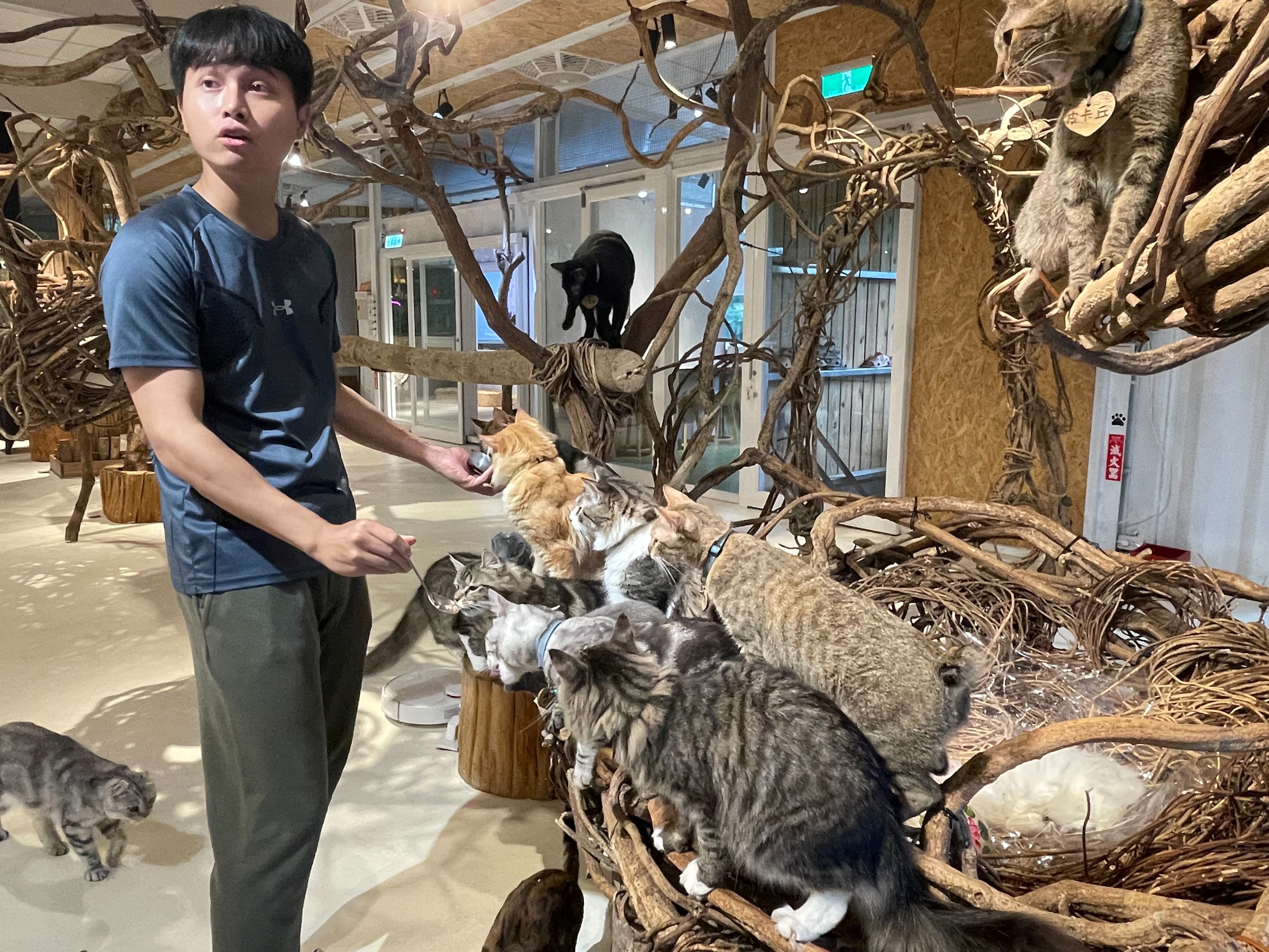 貓谷咖啡廳室內的樹藤的構思於鳥巢概念，滿足貓咪天生喜愛攀爬的欲望。（新北動保處提供）