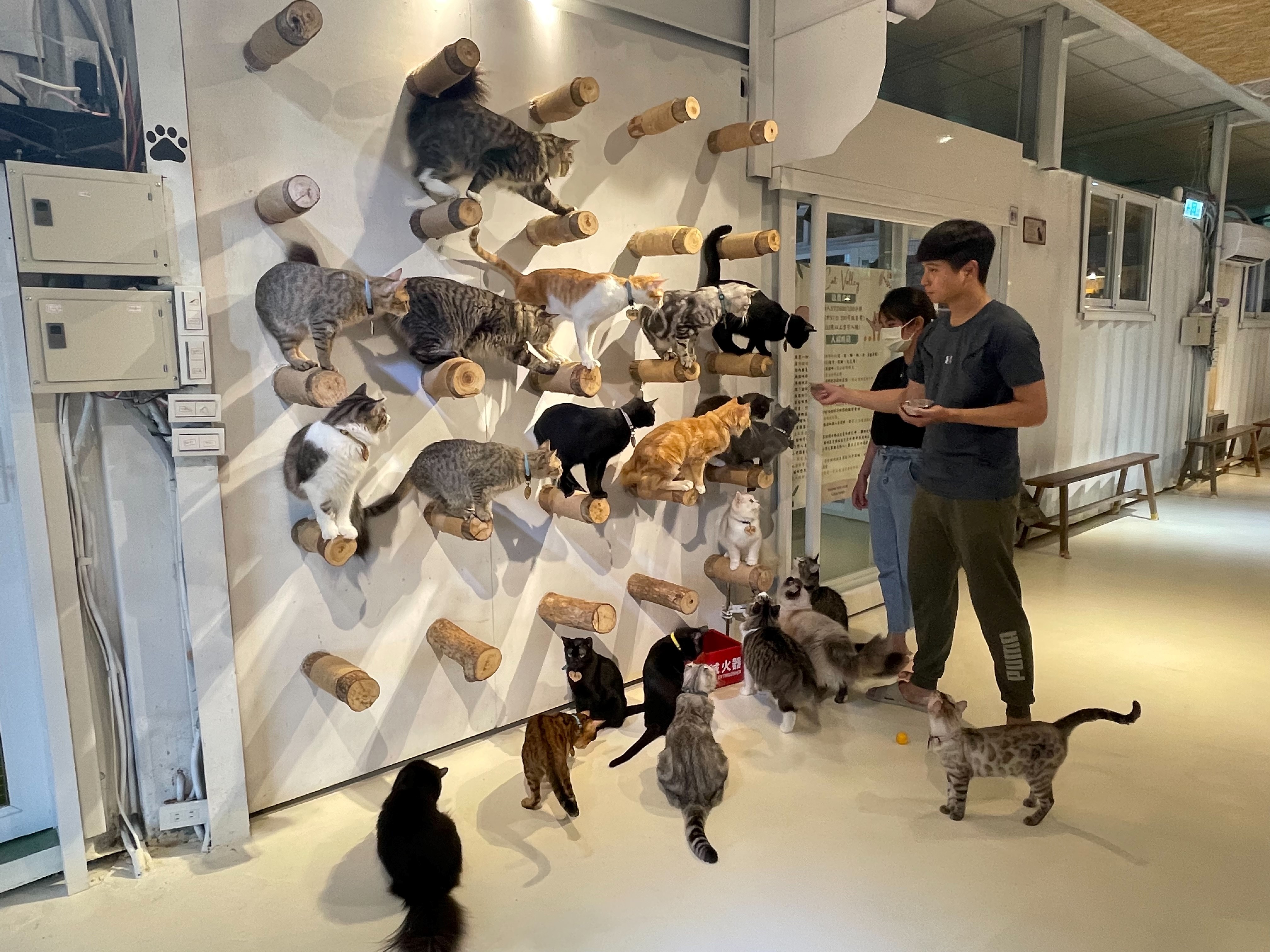 貓谷咖啡廳的老闆麥又仁餵罐罐，眾貓咪排隊接受餵食。（新北動保處提供）