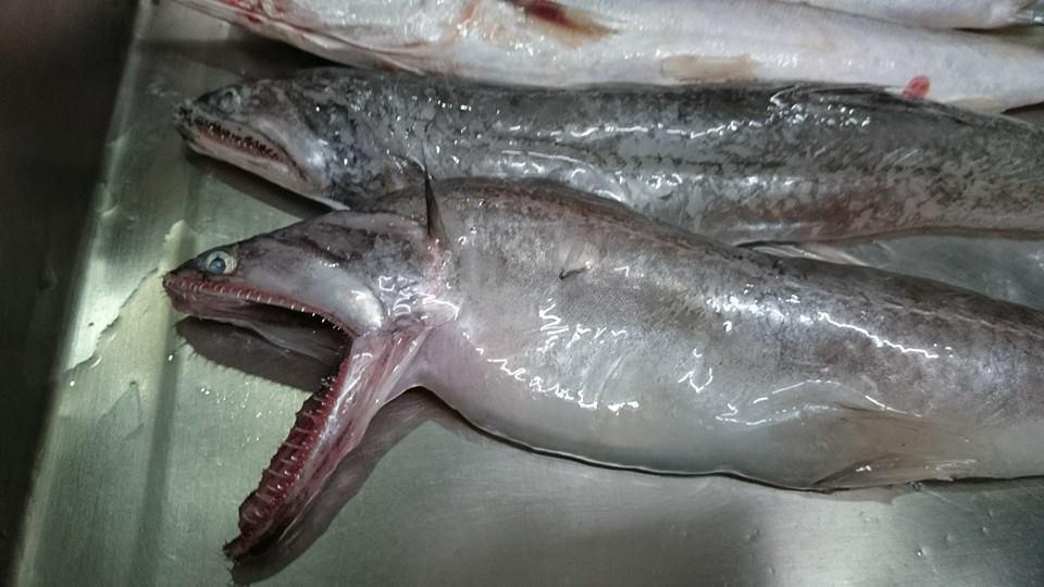 「那個魚」長相不討喜，但肉質軟嫩如果凍，通常會用油炸、煮湯的方式來料理。（貓居手作料理提供）