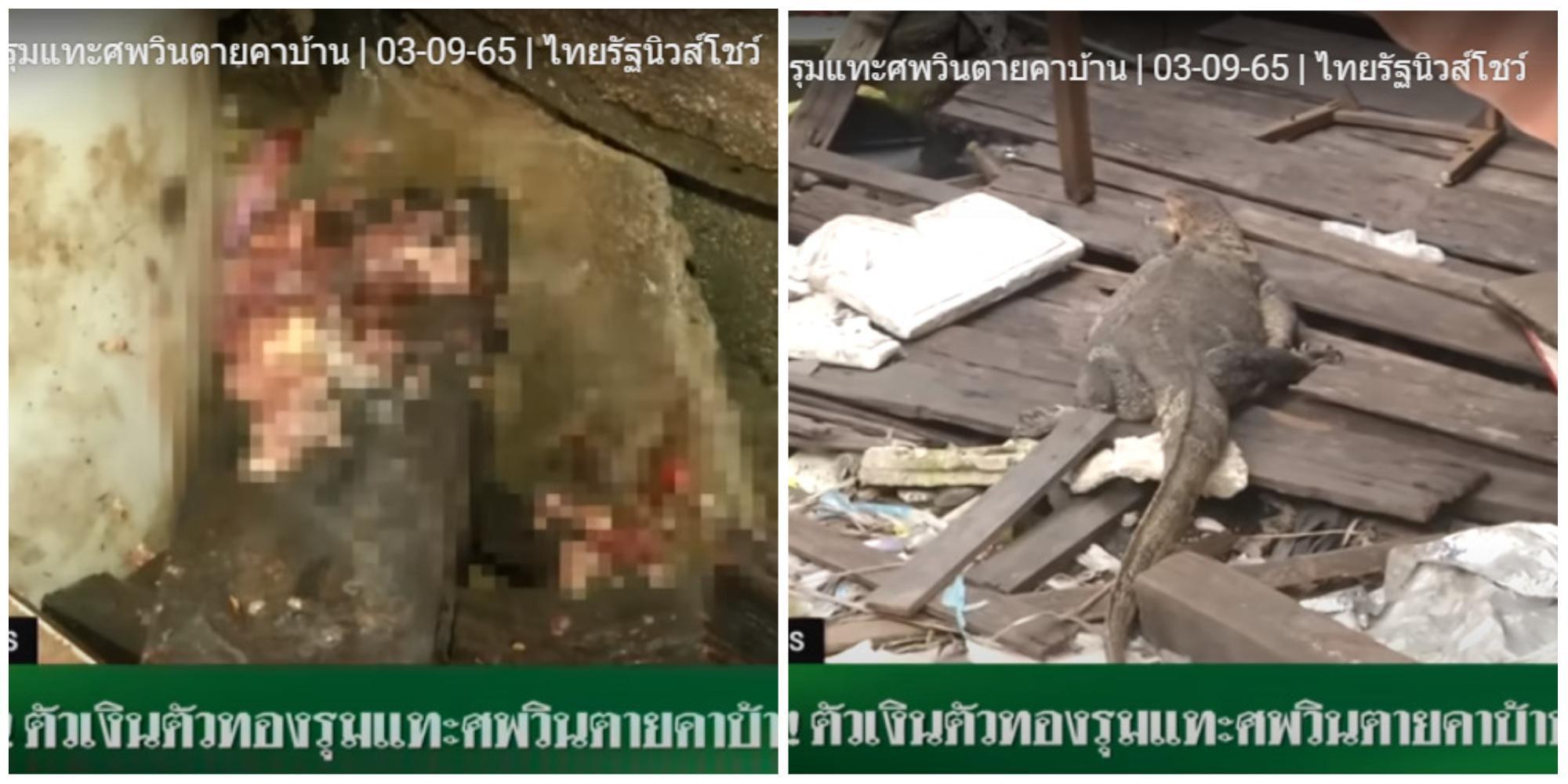曼谷驚傳巨型蜥蜴啃食獨家男子裸屍。(翻攝YouTube頻道Thairath Online)。