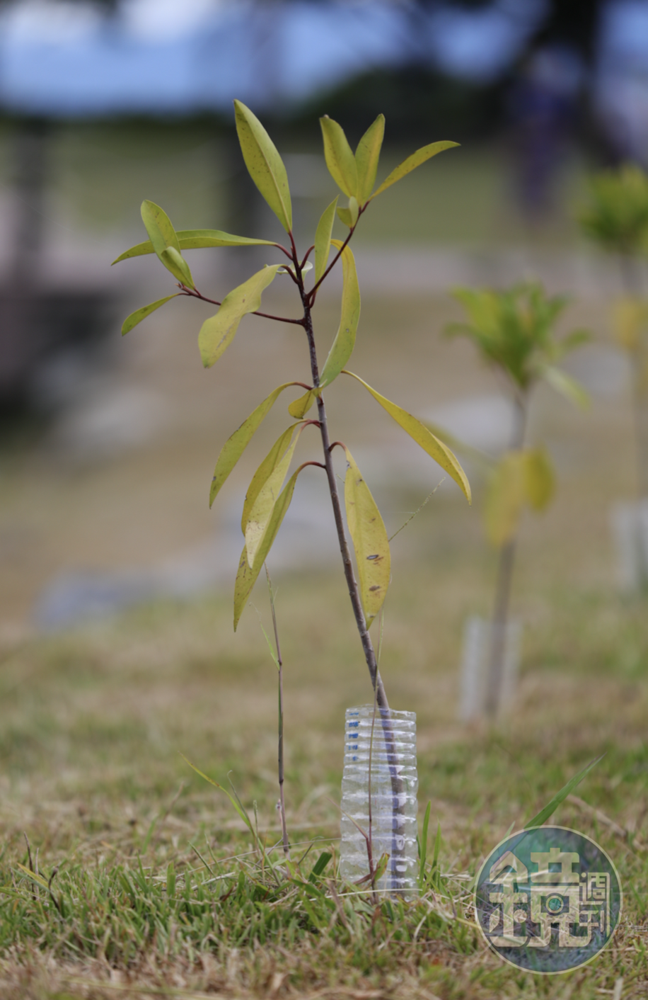 為了保育濕地生態，近幾年政府攜手地方團體，積極在湖畔植樹。