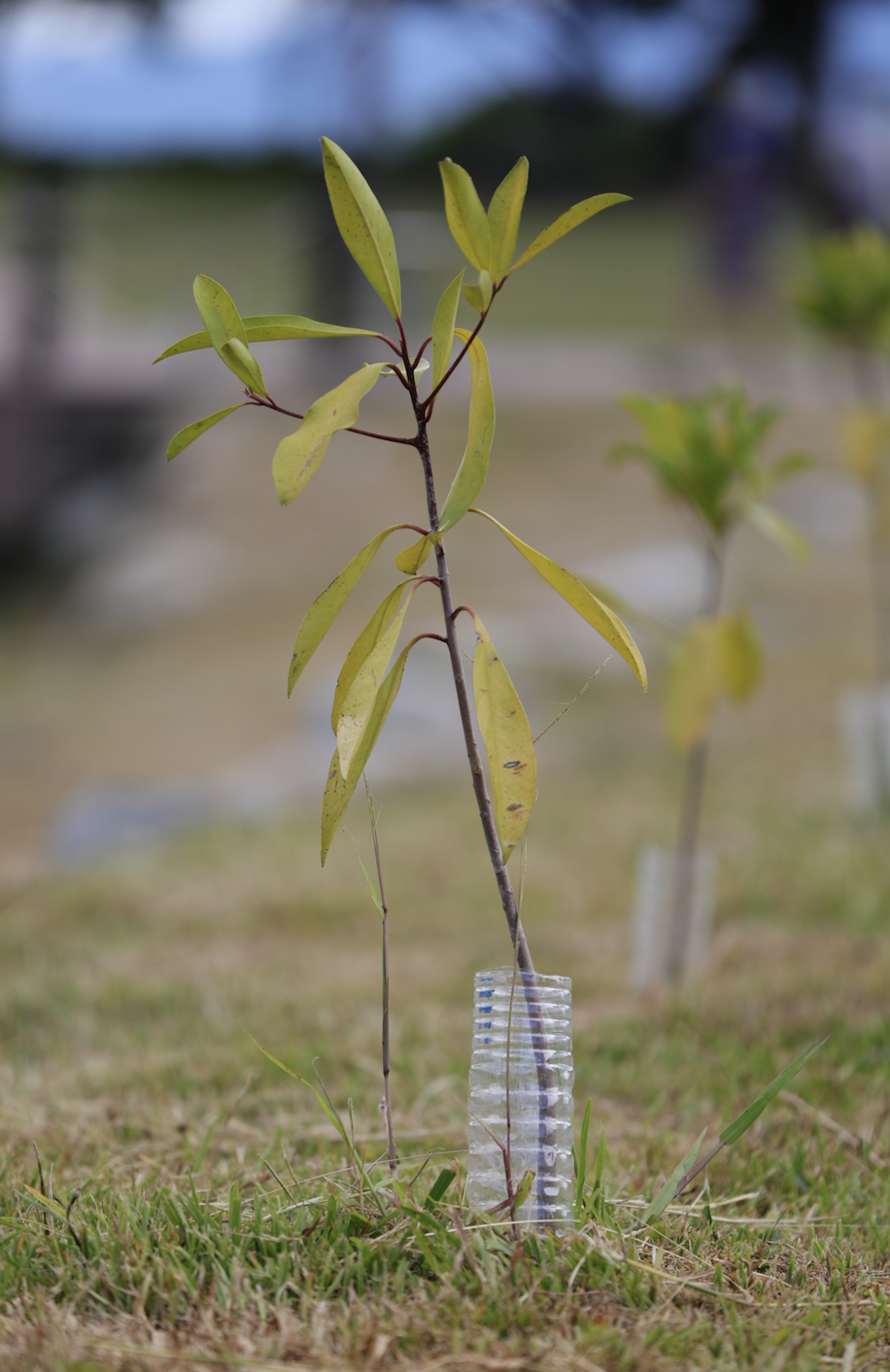 為了保育濕地生態,近幾年政府攜手地方團體,積極在湖畔植樹。