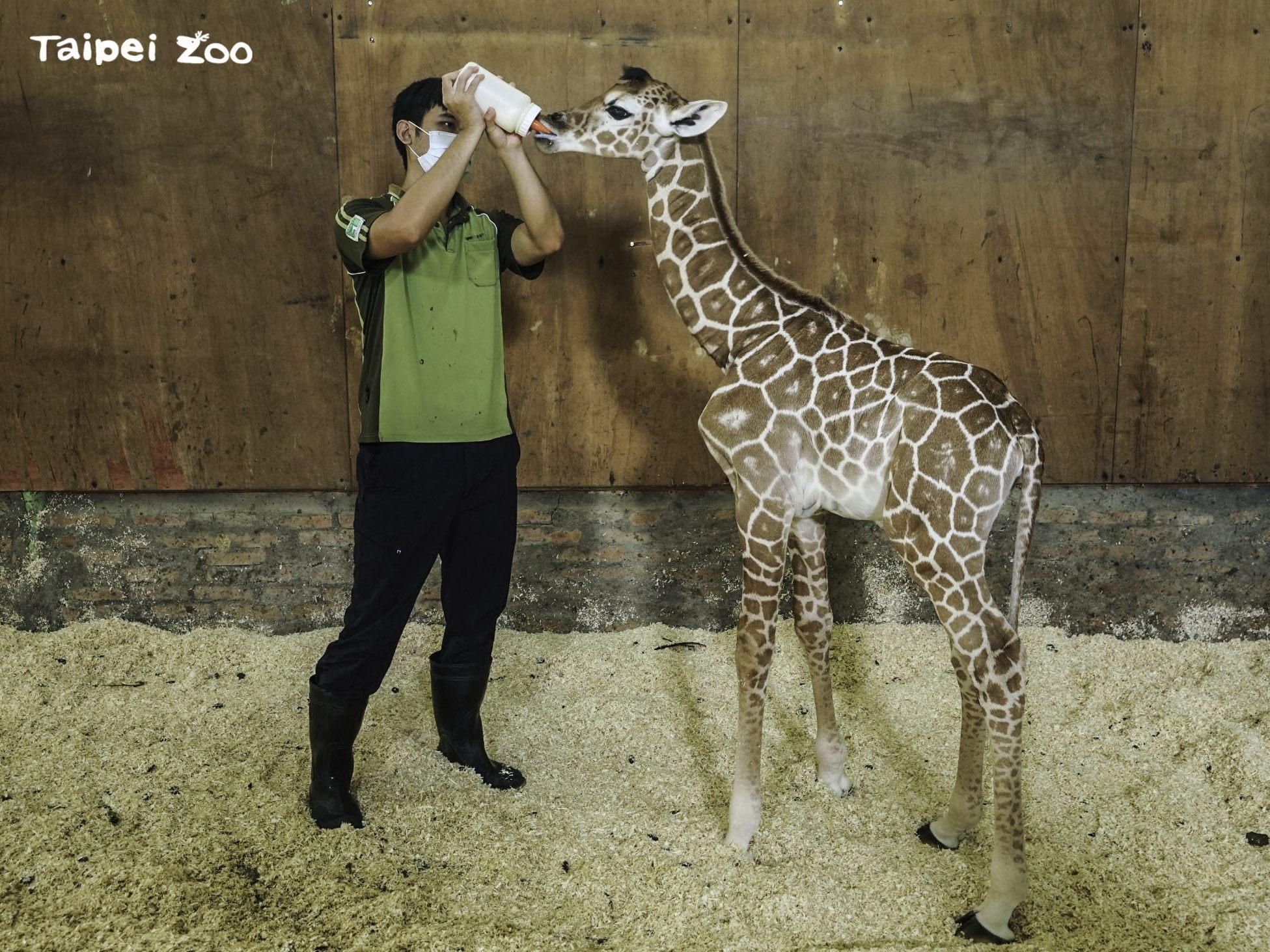 餵長頸鹿寶寶喝奶可不是一件輕鬆的差事。(台北市立動物園提供)