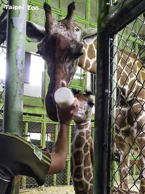 小麥和寶寶形影不離。(台北市立動物園提供)