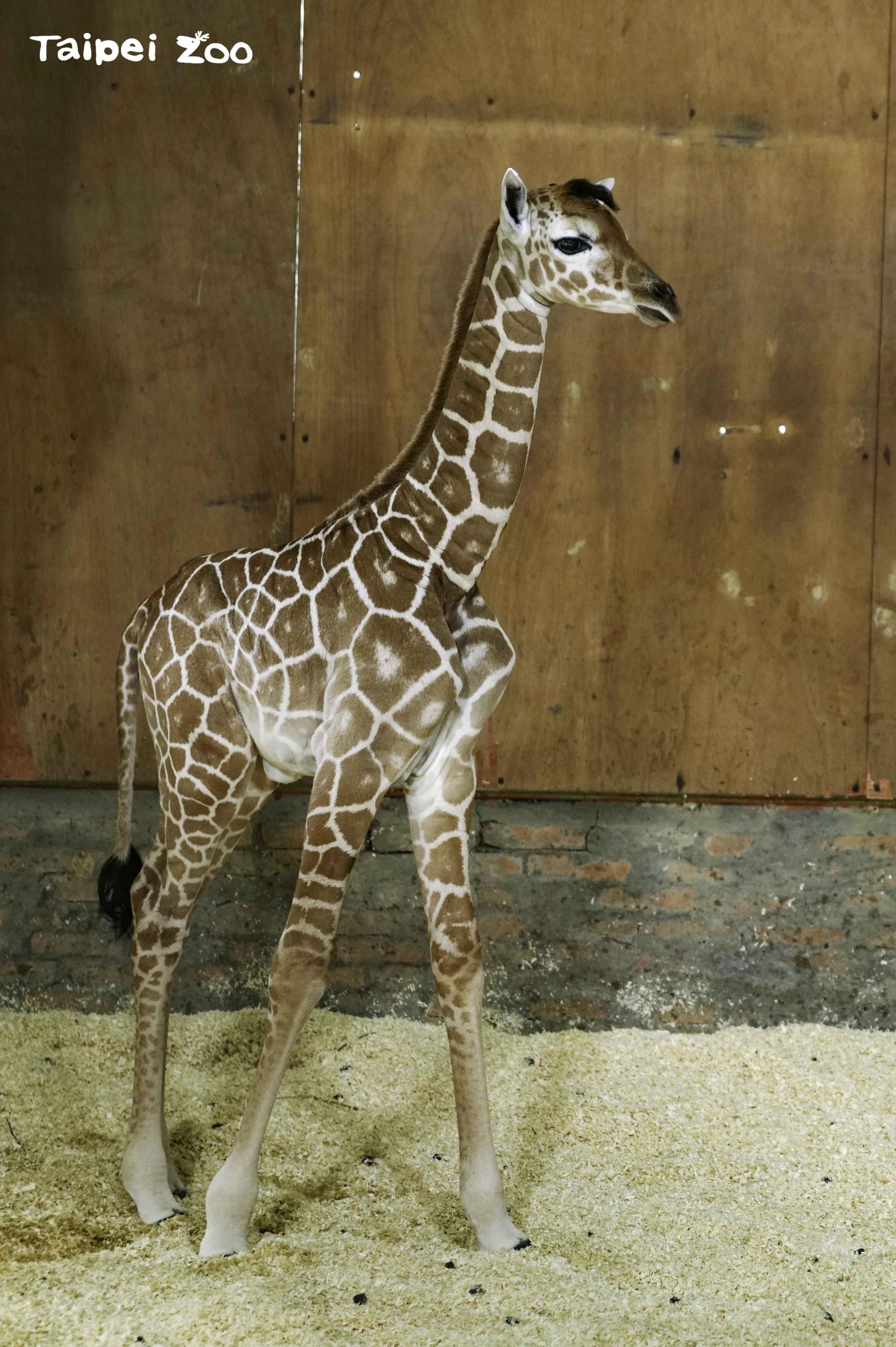 新生的長頸鹿寶寶是女生哦!(台北市立動物園提供)