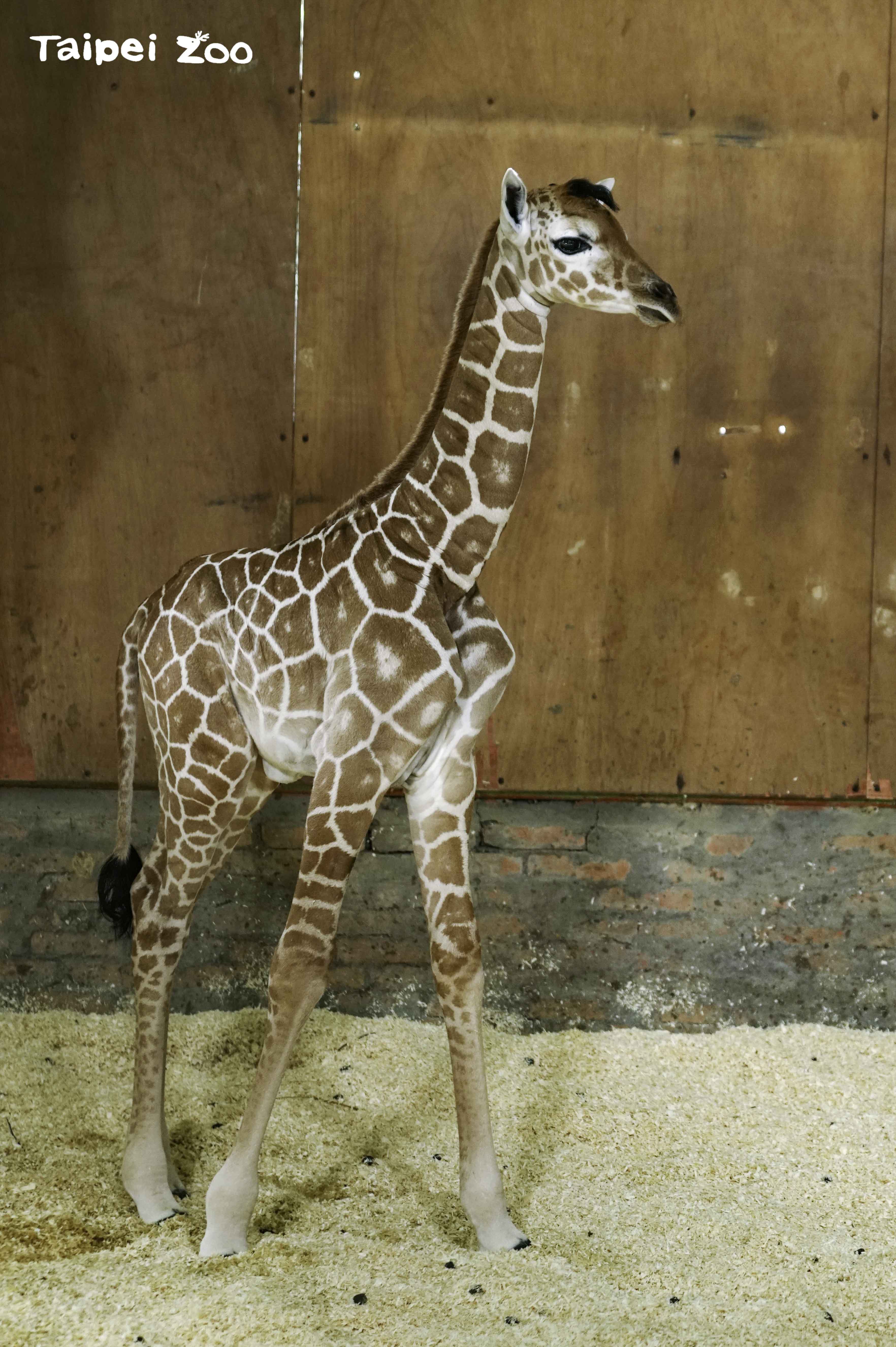 新生的長頸鹿寶寶是女生哦!(台北市立動物園提供)