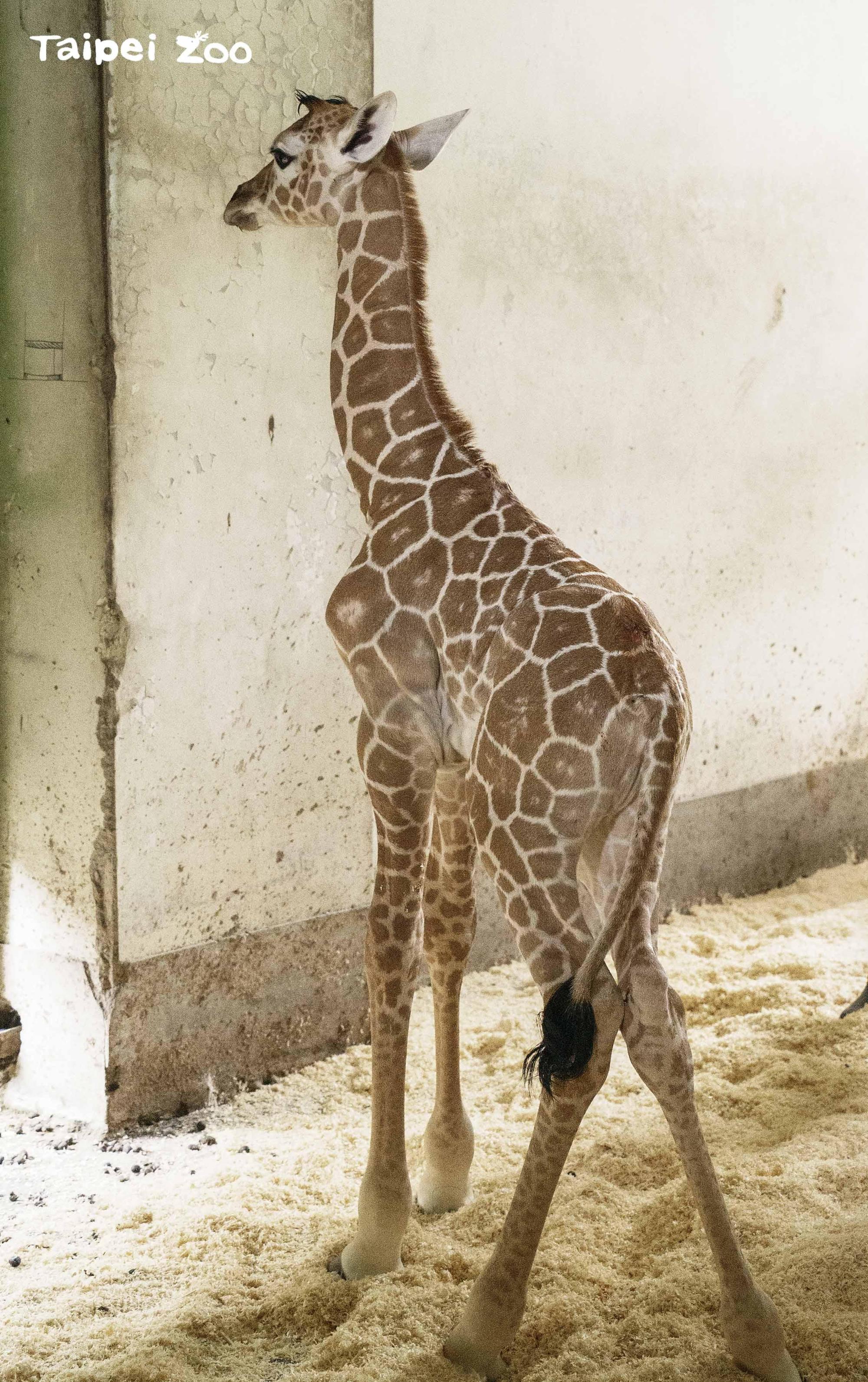 長頸鹿寶寶出生第一天,身高達183公分。(台北市立動物園提供)