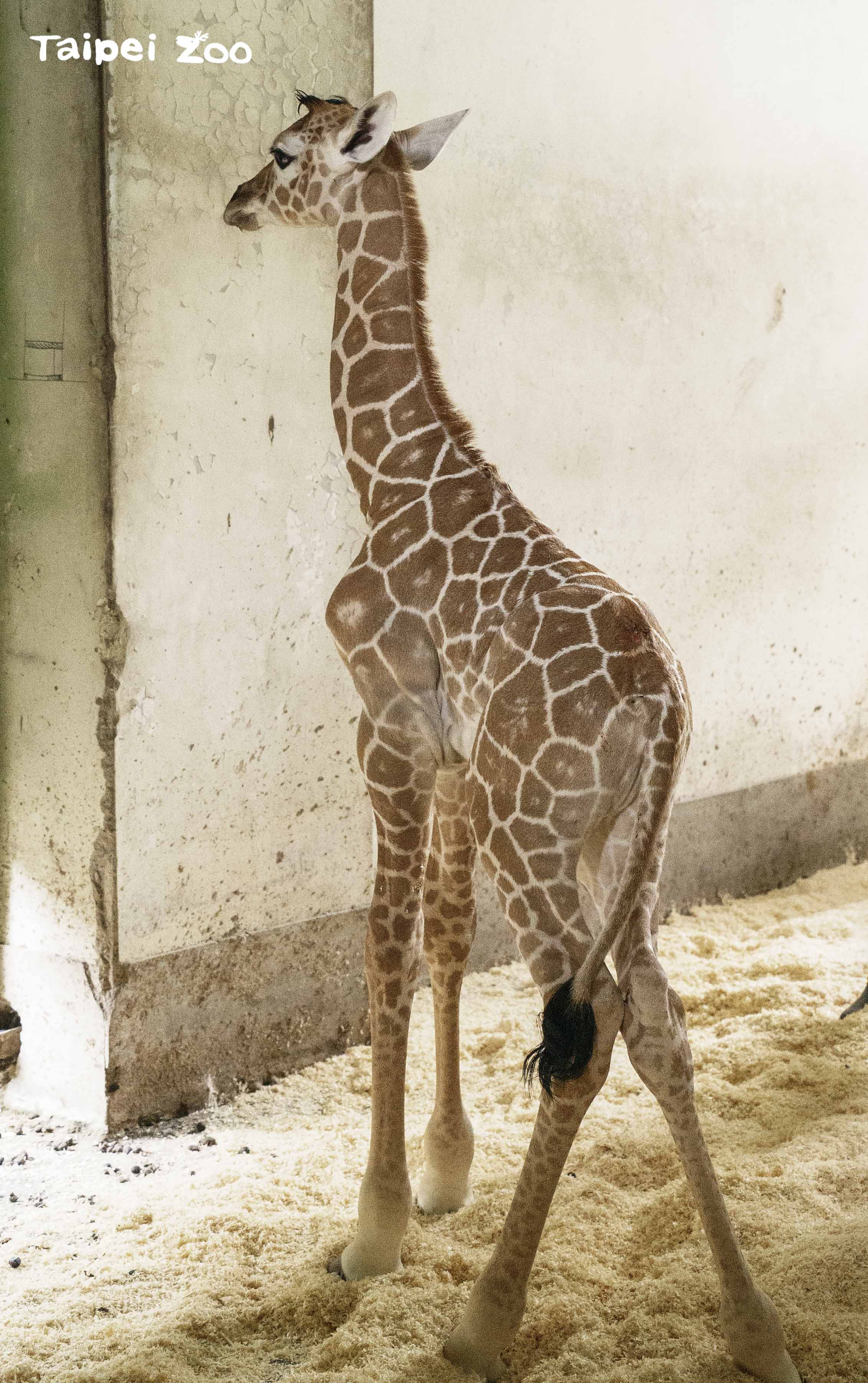 長頸鹿寶寶出生第一天,身高達183公分。(台北市立動物園提供)