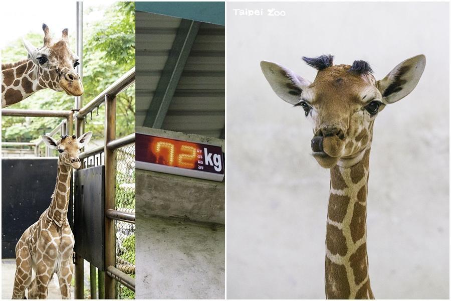 長頸鹿寶寶體重72公斤,還可以用舌頭挖鼻孔。(台北市立動物園提供)
