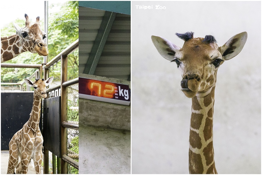 長頸鹿寶寶體重72公斤，還可以用舌頭挖鼻孔。（台北市立動物園提供）