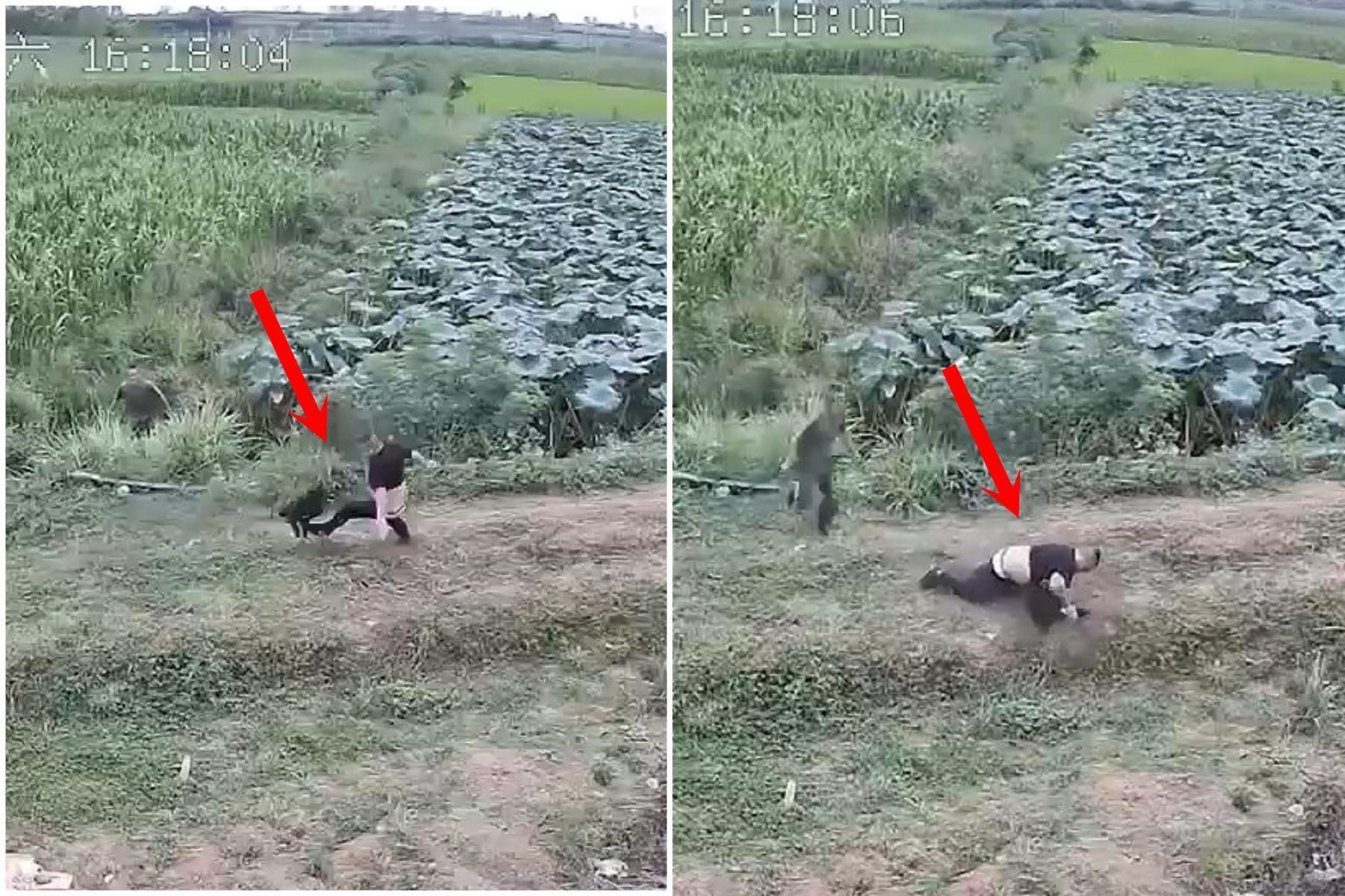 男慘被凶狗狠咬,一秒大反轉!「人上狗下」徒手掐死惡犬還燉來吃。(翻自畫面)