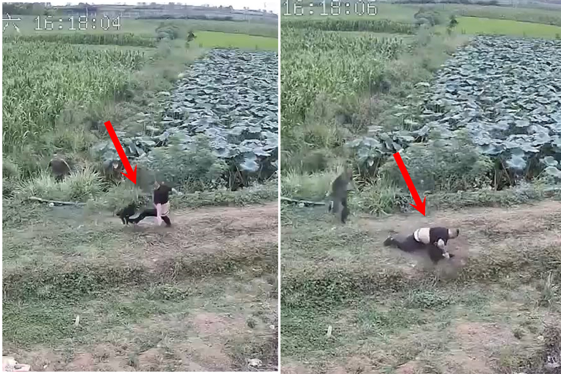 男慘被凶狗狠咬，一秒大反轉！「人上狗下」徒手掐死惡犬還燉來吃。（翻自畫面）