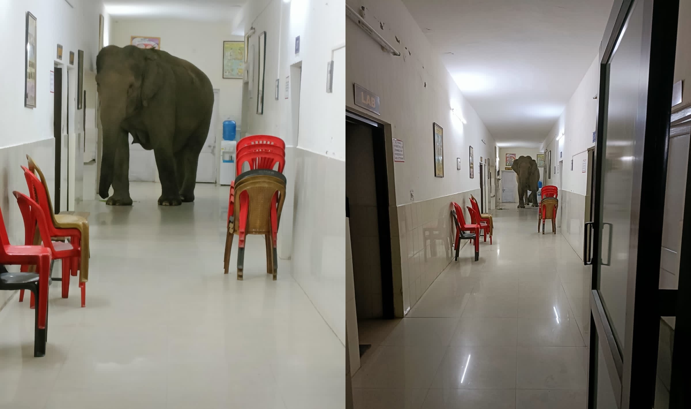 3頭大象闖入軍營醫院，漫步在空蕩的走廊（翻攝推特@susantananda3）
