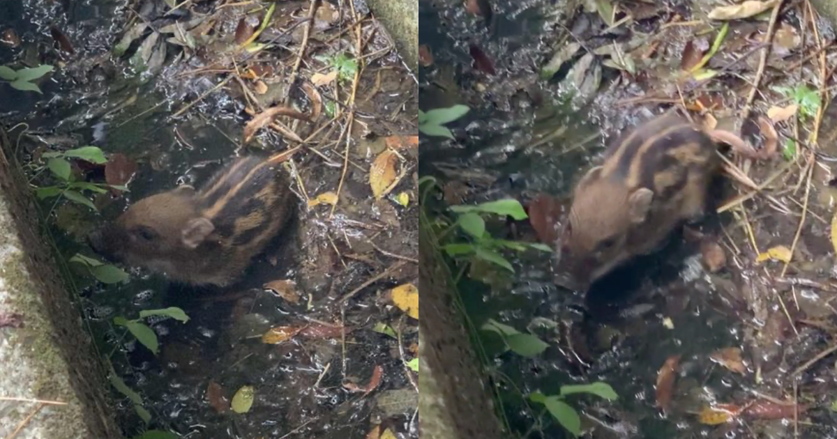 小山豬在中秋烤肉夜被烤肉民眾撿到。（翻攝自PTT）