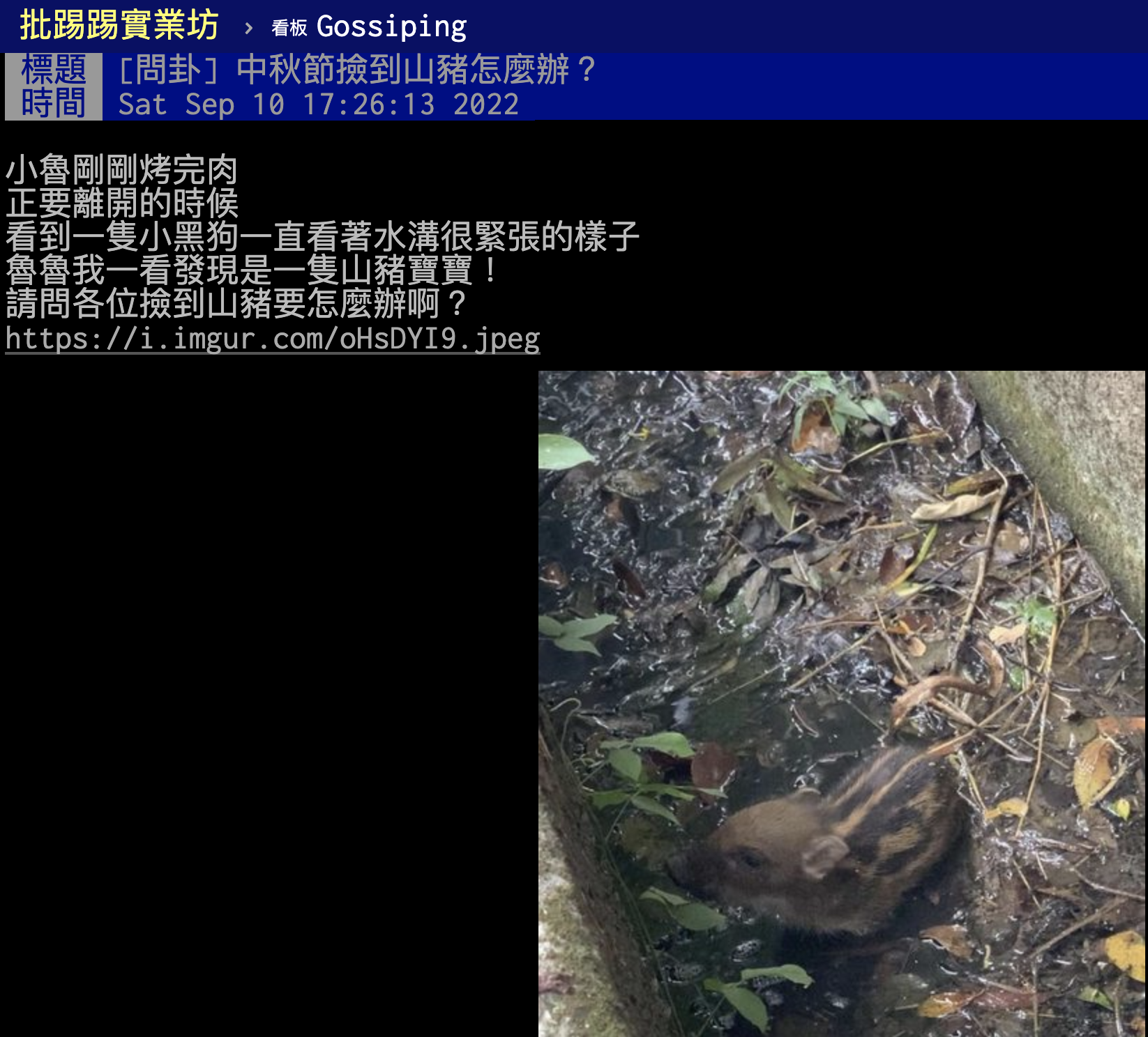 有鄉民在中秋烤肉夜撿到山豬寶寶。（翻攝自PTT）