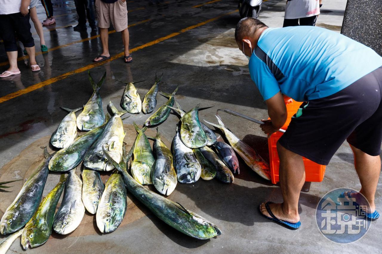 秋季盛產的鬼頭刀魚獲。