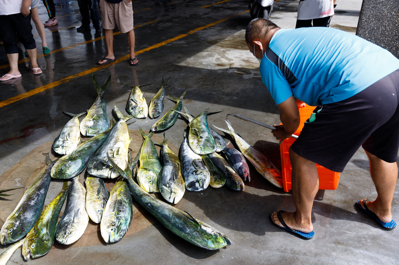 秋季盛產的鬼頭刀魚獲。