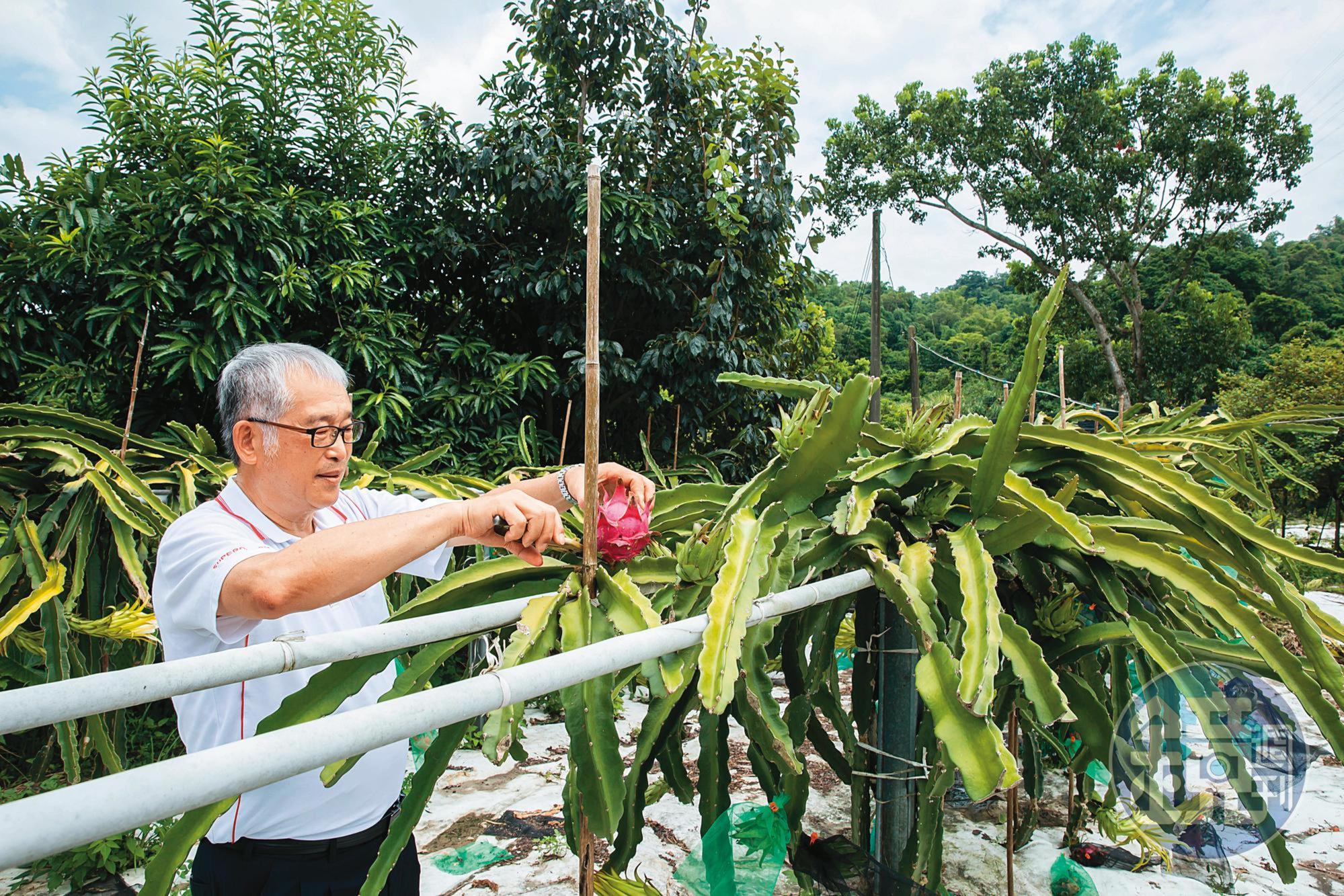 黃聰榮建了一個開心農場種植樹木與火龍果、芭樂等二十多樣水果,但忙到只有週末、假日可以前往放鬆。