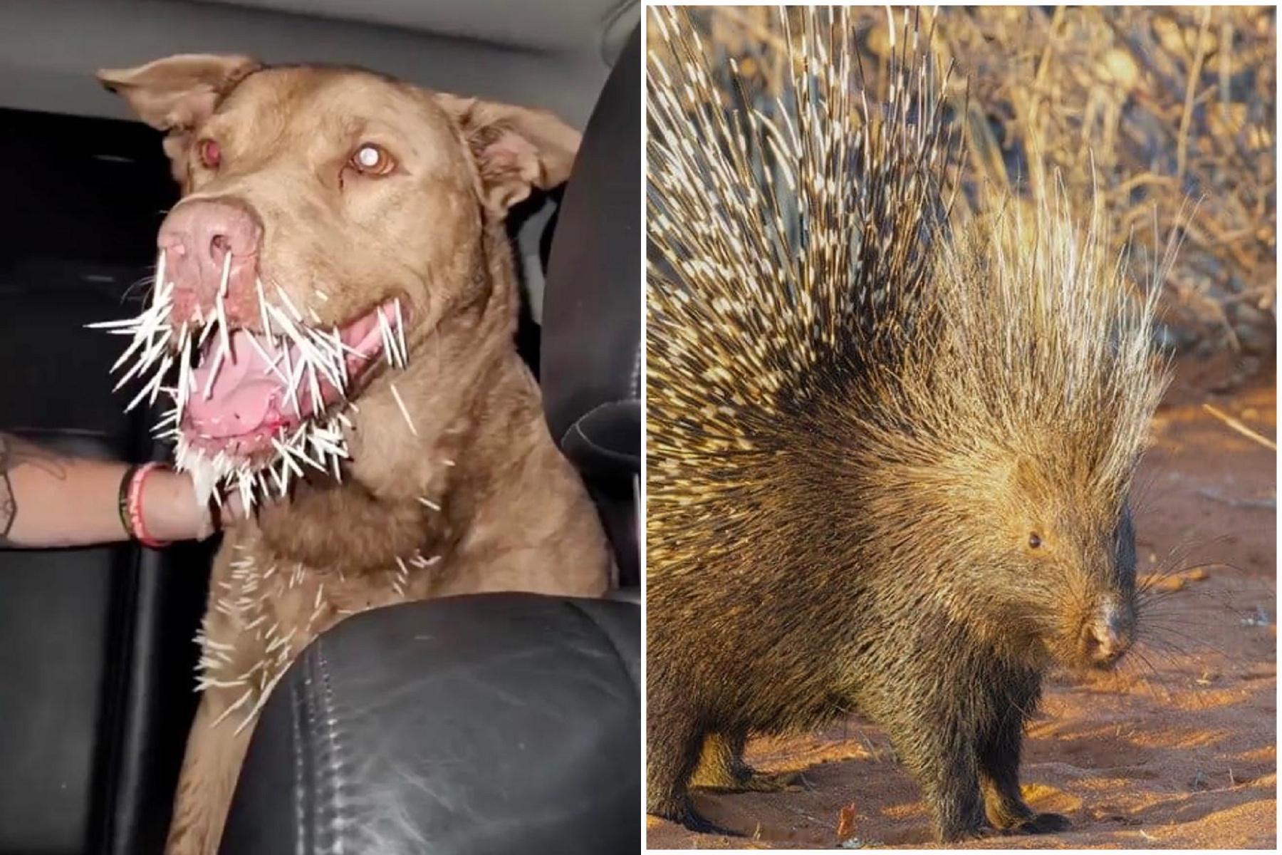 比特犬混種決鬥豪豬!慘遭「萬箭齊發」,全身被刺爆慘死。(翻自《紐約郵報》)