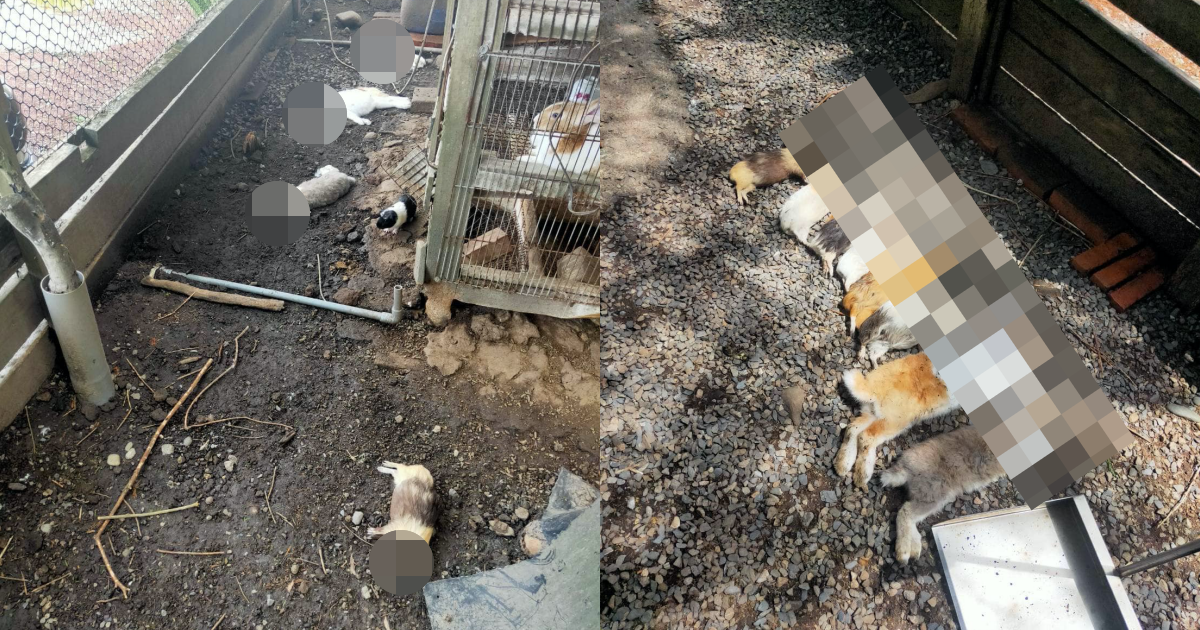 宜蘭一名飼主指控家中庭院飼養的天竺鼠、兔子被流浪狗咬死,讓流浪動物安樂死議題再度引發討論。(翻攝自臉書)
