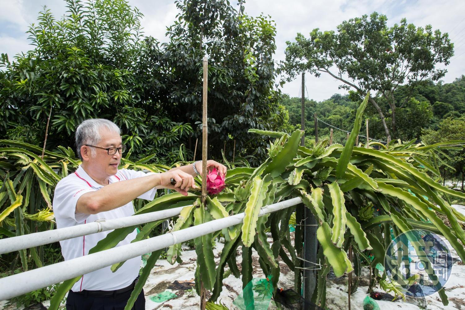 黃聰榮建了一個開心農場種植樹木與火龍果、芭樂等二十多樣水果,但忙到只有週末、假日可以前往放鬆。