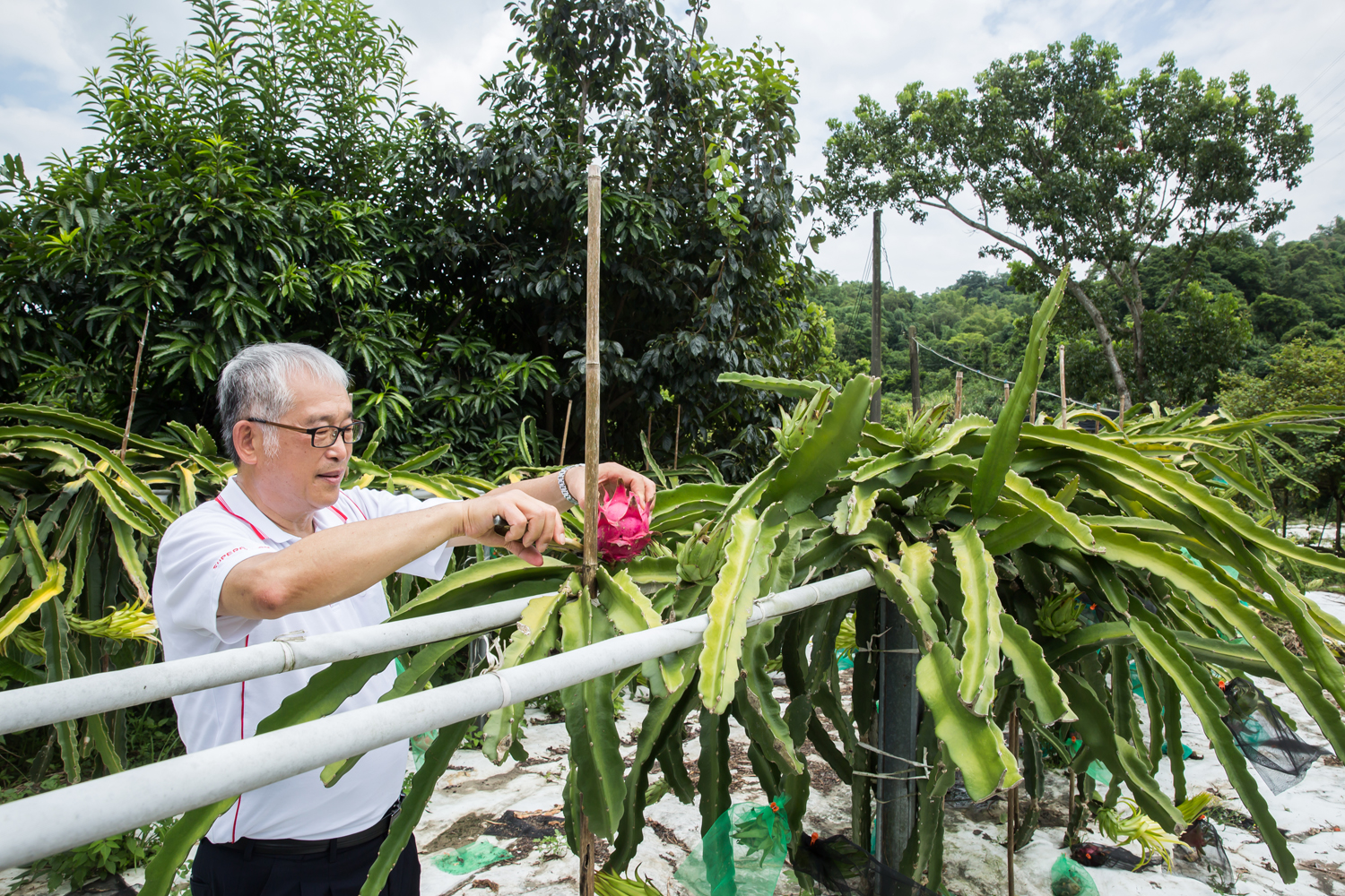 黃聰榮建了一個開心農場種植樹木與火龍果、芭樂等二十多樣水果，但忙到只有週末、假日可以前往放鬆。