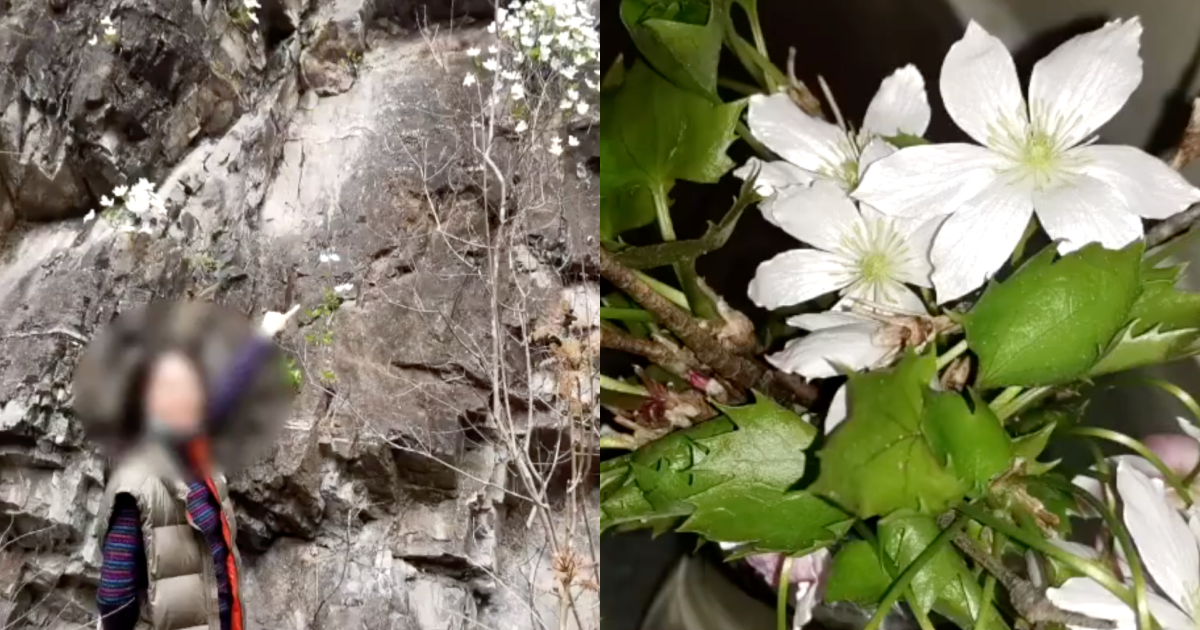 一名女子摘了北京山裡的一株野花，慘遭刑事拘留。（翻攝自時間視頻微博）