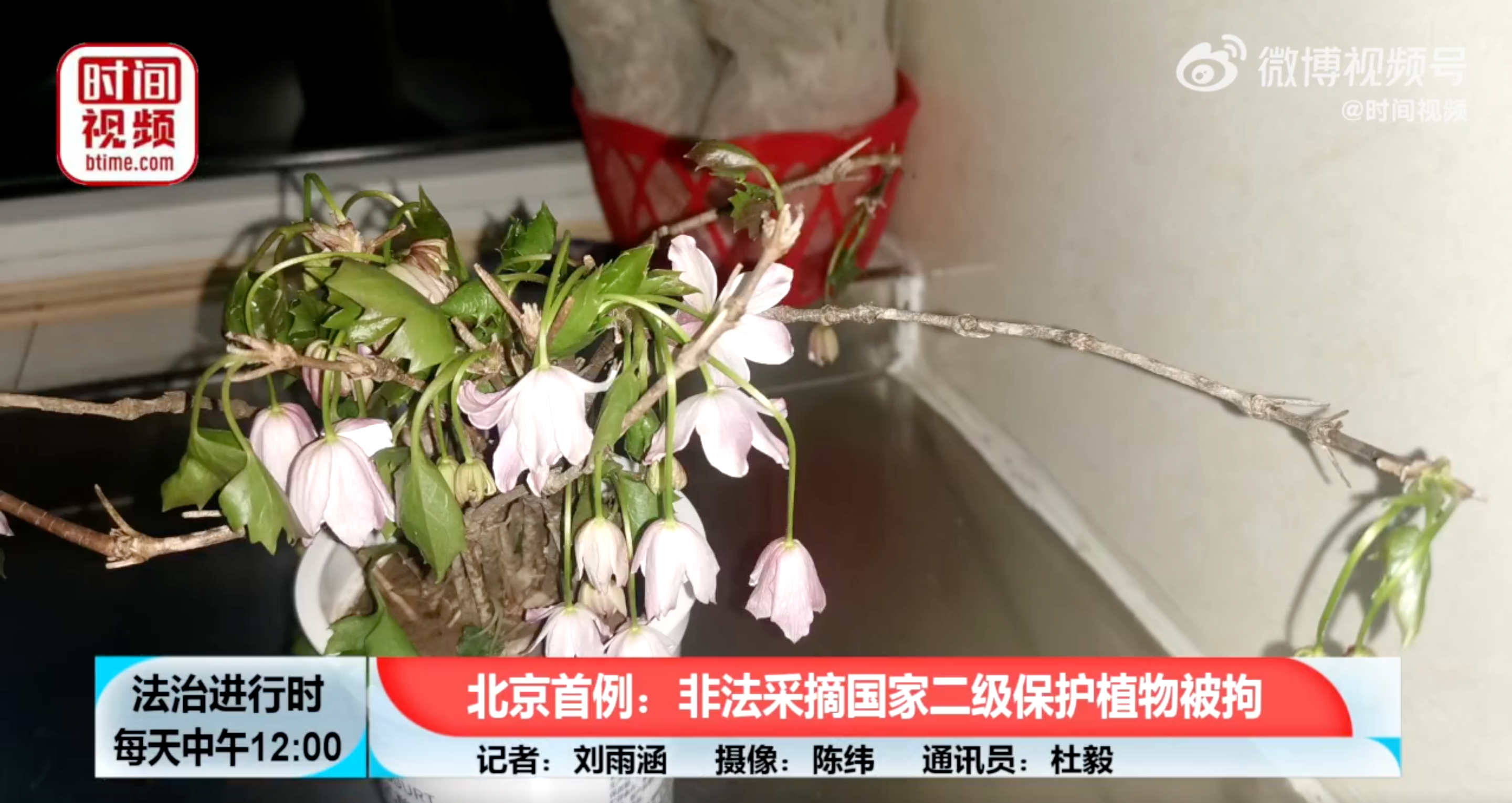 孫女不到一天就把花養死了。（翻攝自時間視頻微博）