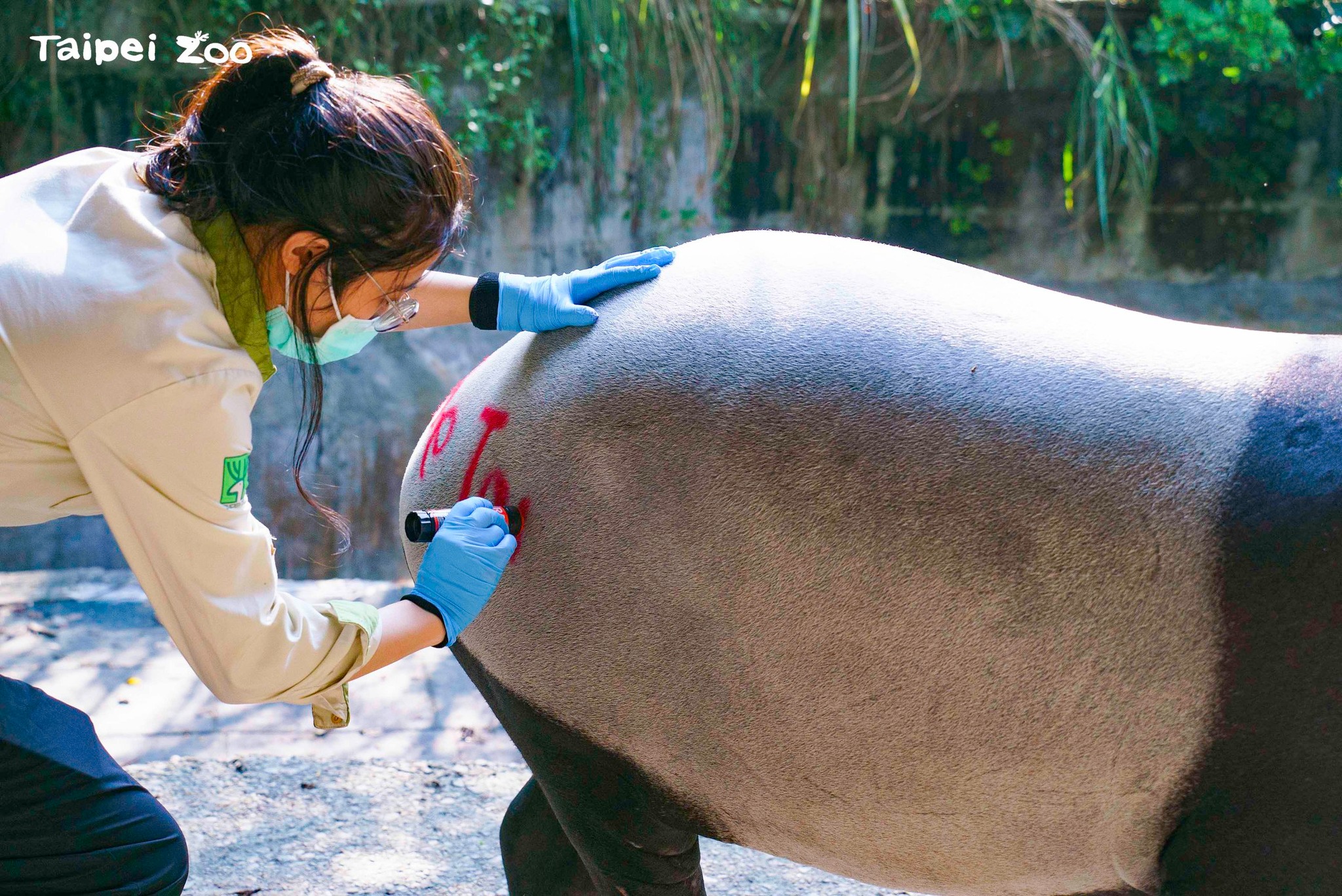 保育員在Putri屁股上用發情蠟筆做記號。（翻攝自台北市立動物園）