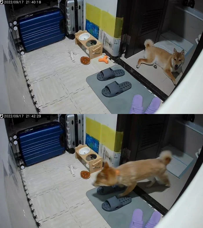 柴犬燒餅狗生第一次遇到強震,嚇得從浴室奪門而出。(翻攝自Dcard)