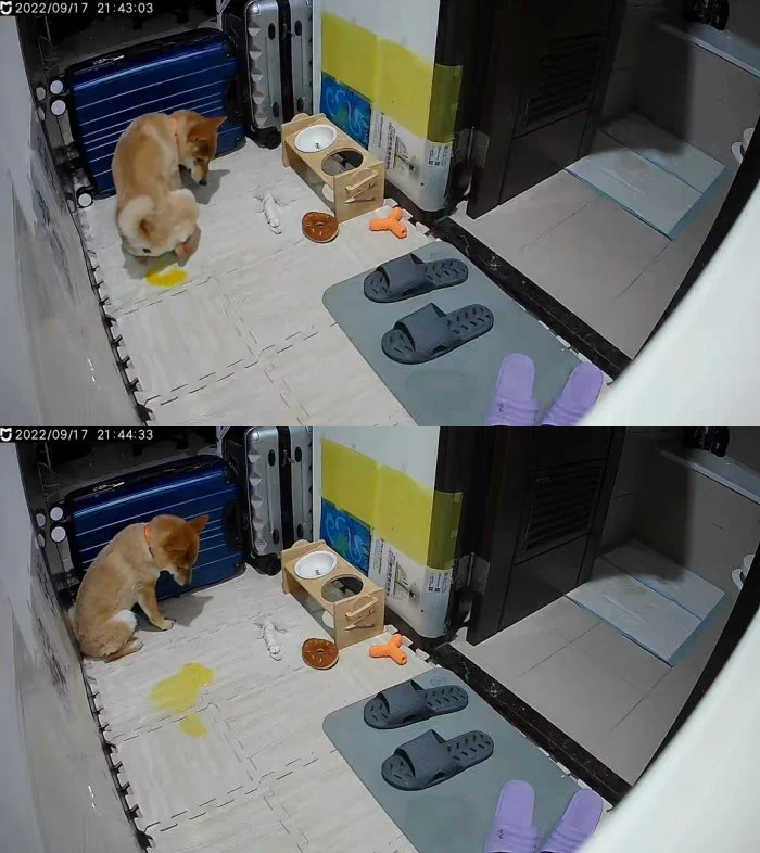 柴犬燒餅真的被地震嚇到尿出來,讓飼主哭笑不得。(翻攝自Dcard)