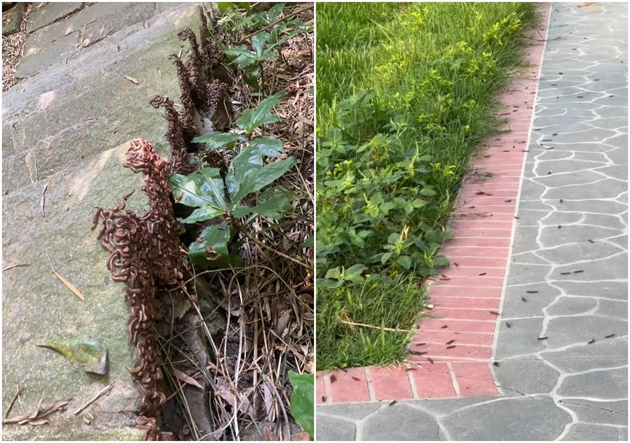 有網友po出馬陸大軍在地上亂竄的畫面,讓不少人擔憂直呼「莫非是大地震前兆?」(翻攝自爆料公社)