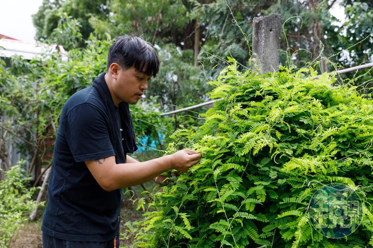 都蘭在地發酵植物雞母珠，可為糯米酒帶來甘甜味。