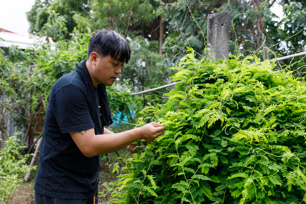 都蘭在地發酵植物雞母珠,可為糯米酒帶來甘甜味。