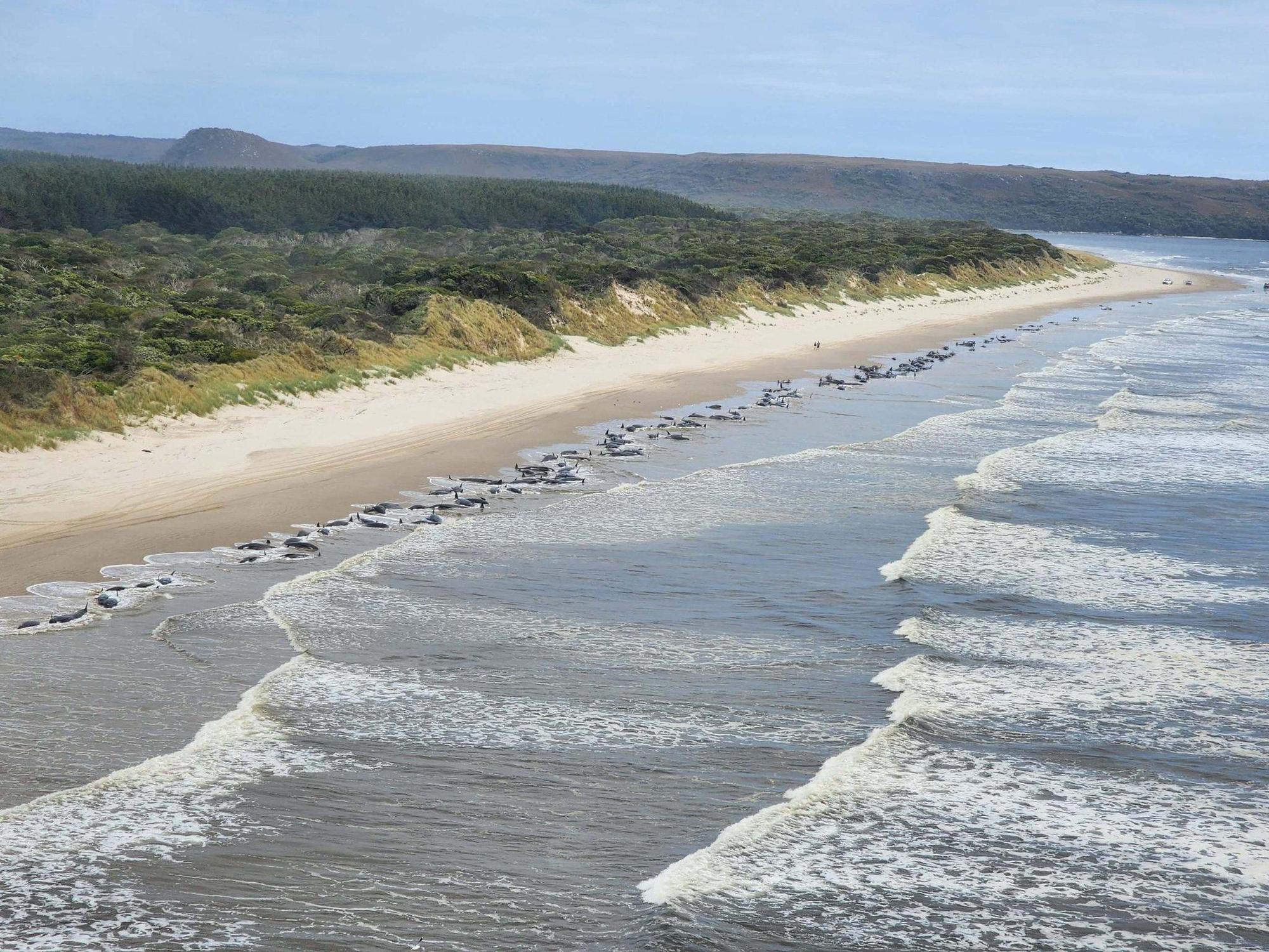 澳洲塔斯馬尼亞(Tasmania)昨(21日)有230頭鯨魚擱淺,僅剩一半存活,當局推測擱淺鯨魚是領航鯨。(翻攝自推特@delphindae)